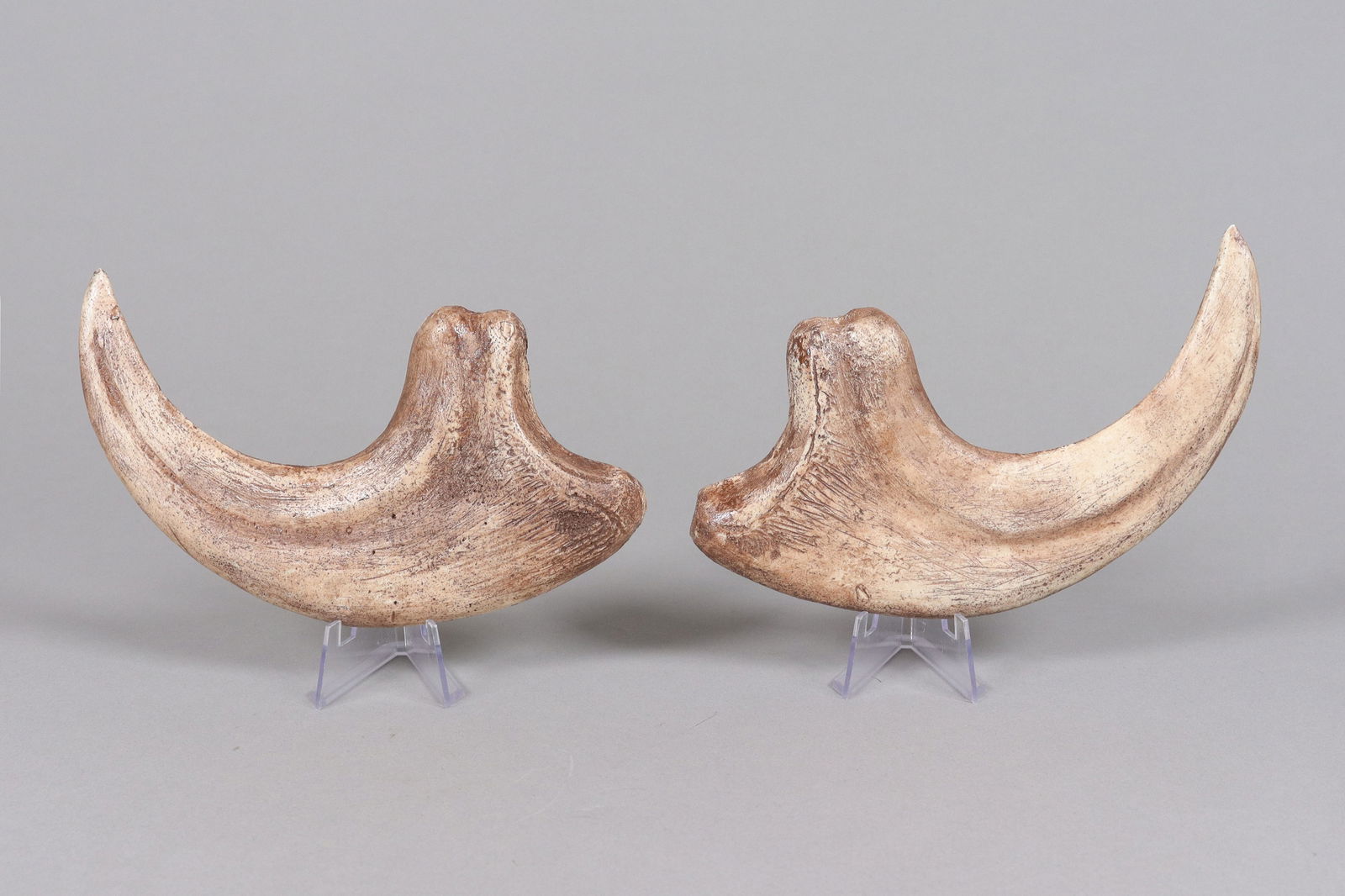 Lots fossilized item ungraded: Lots fossilized item, ungraded. All sales are final. No return.