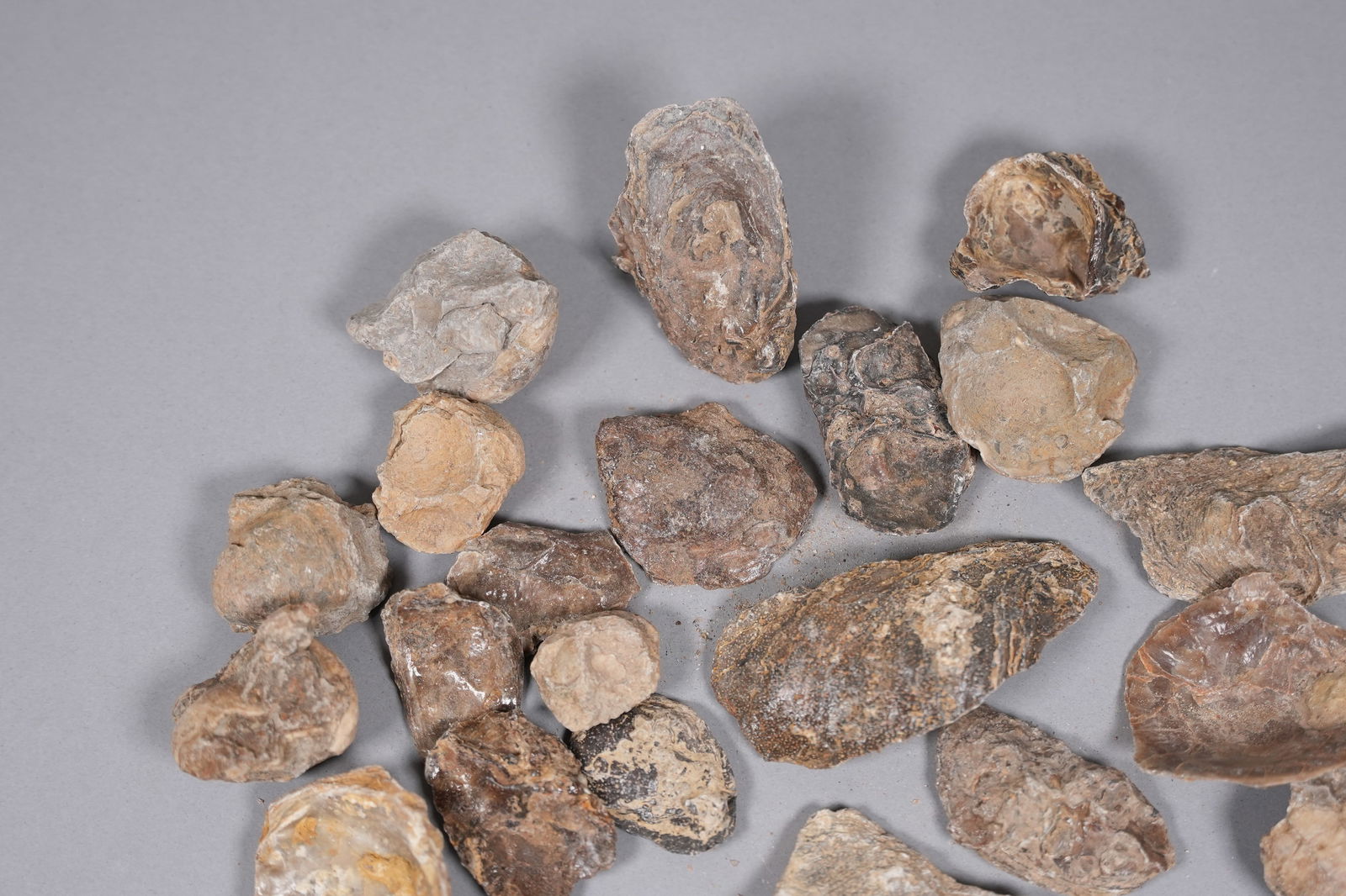 Lots fossilized stones and carving - 4