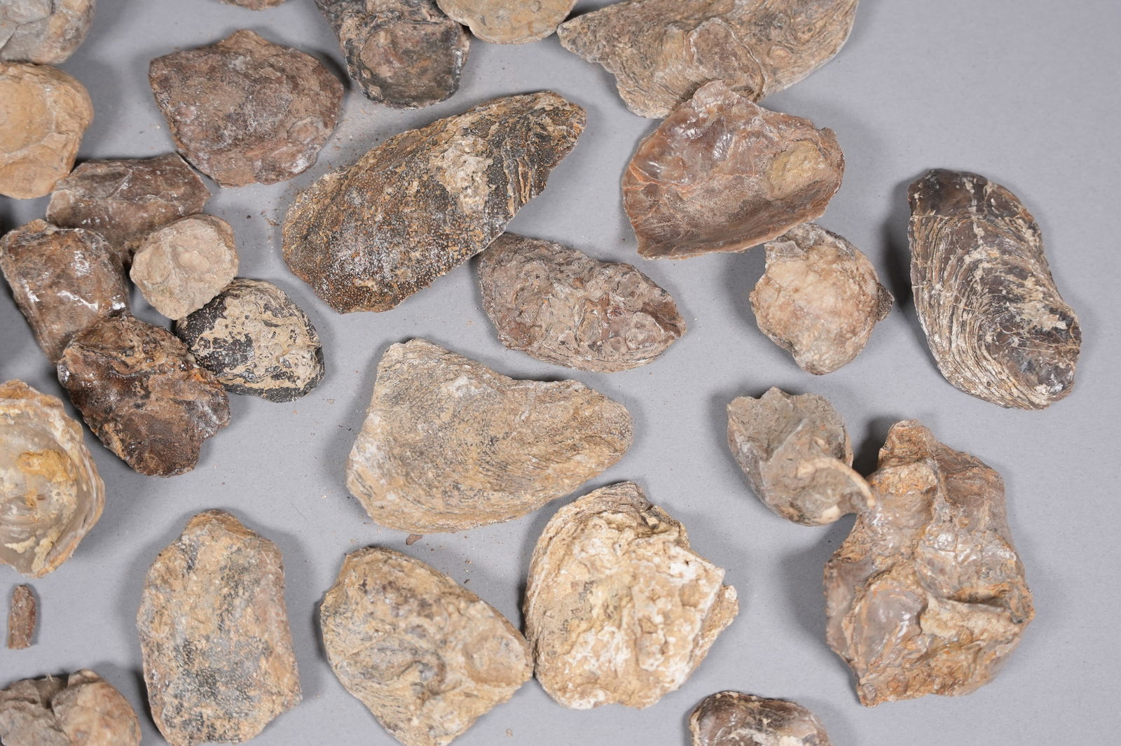 Lots fossilized stones and carving - 5