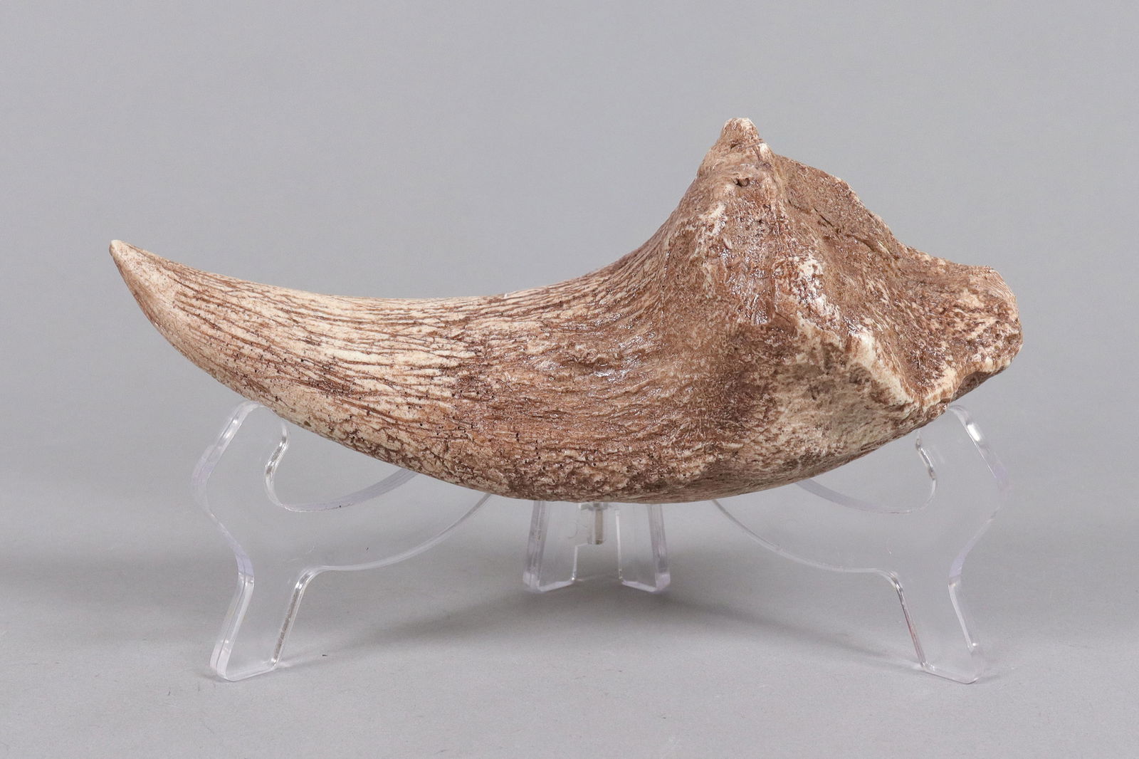 A large fossilized item ungraded: A large fossilized item, ungraded. All sales are final, no return. Please contact us with question before bidding.