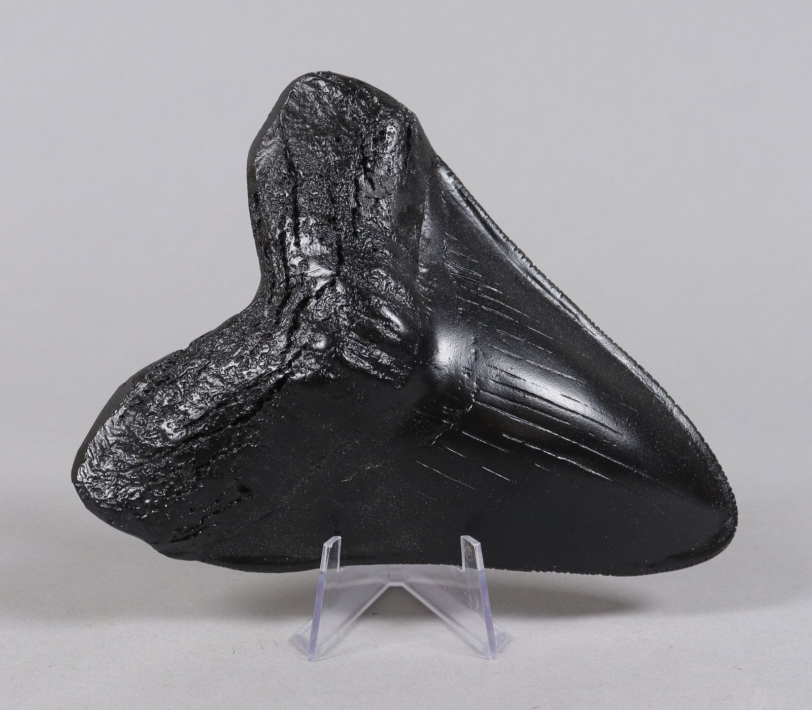 A large fossilized item ungraded: A large fossilized item, ungraded. All sales are final, no return. Please contact us with question before bidding.