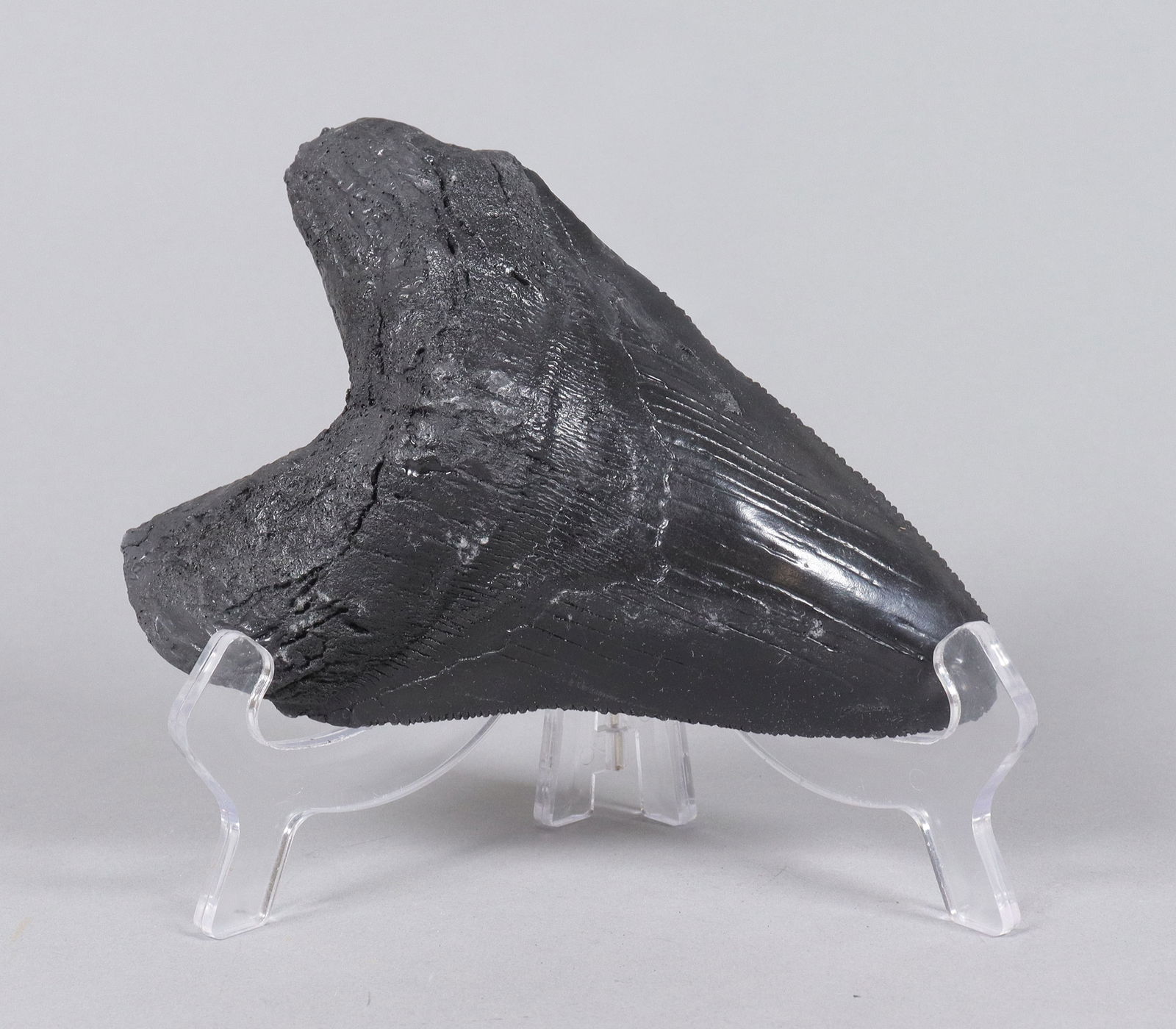 A large fossilized item ungraded: A large fossilized item, ungraded. All sales are final, no return. Please contact us with question before bidding.