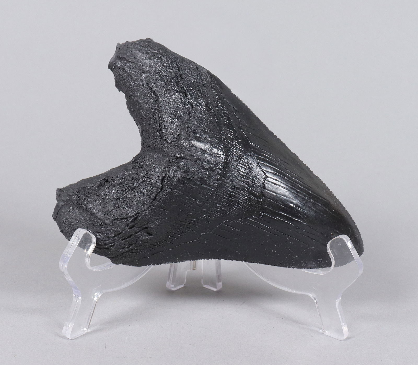 A large fossilized item ungraded: A large fossilized item, ungraded. All sales are final, no return. Please contact us with question before bidding.