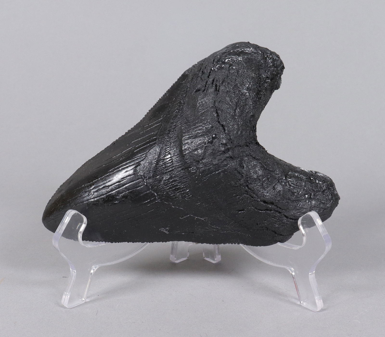 A large fossilized item ungraded: A large fossilized item, ungraded. All sales are final, no return. Please contact us with question before bidding.