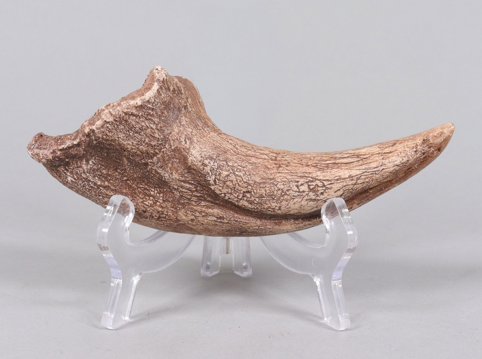 A large fossilized item ungraded: A large fossilized item. Ungraded. All sales are final, no return. H: 7.6" x W: 2.85."