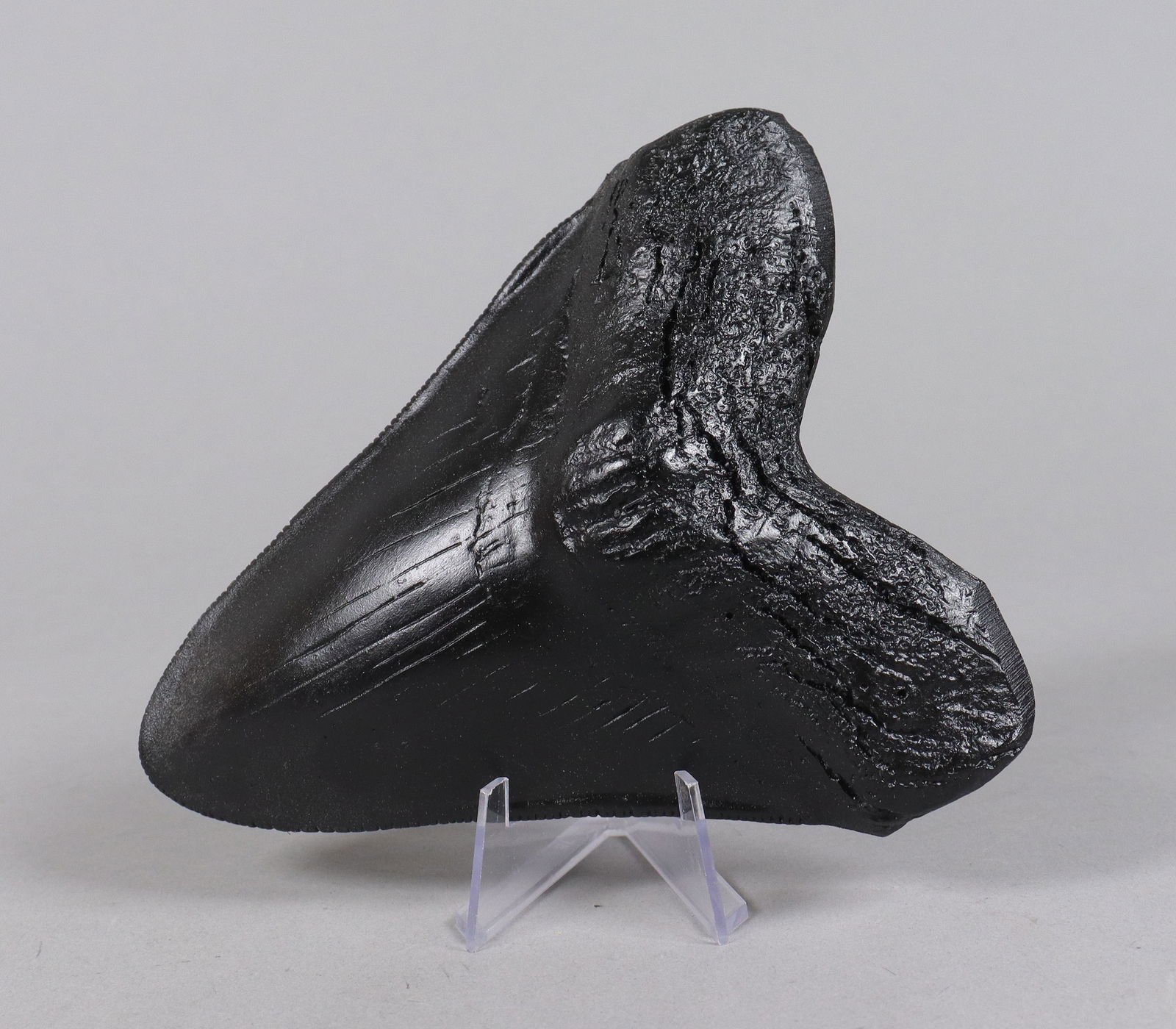 A large fossilized item ungraded: A large fossilized item. Ungraded. All sales are final, no return. H: 4.1" x W: 5.1."