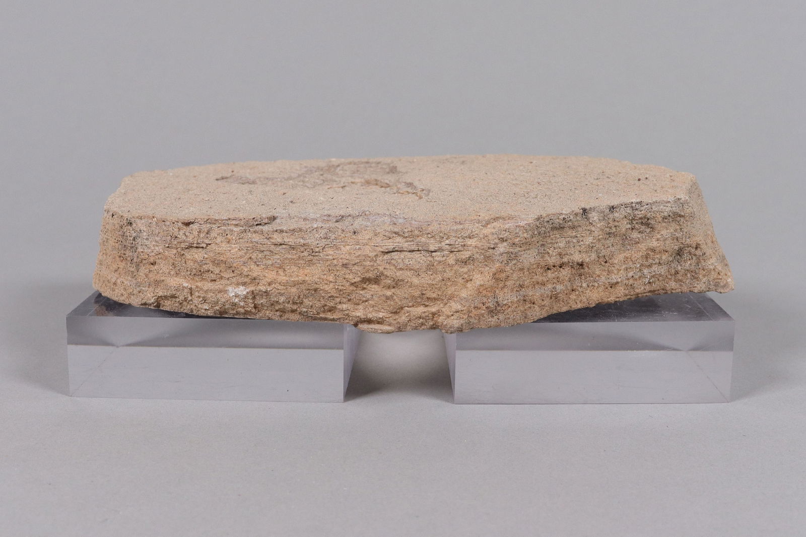 A fossilized stone item: A fossilized stone item.