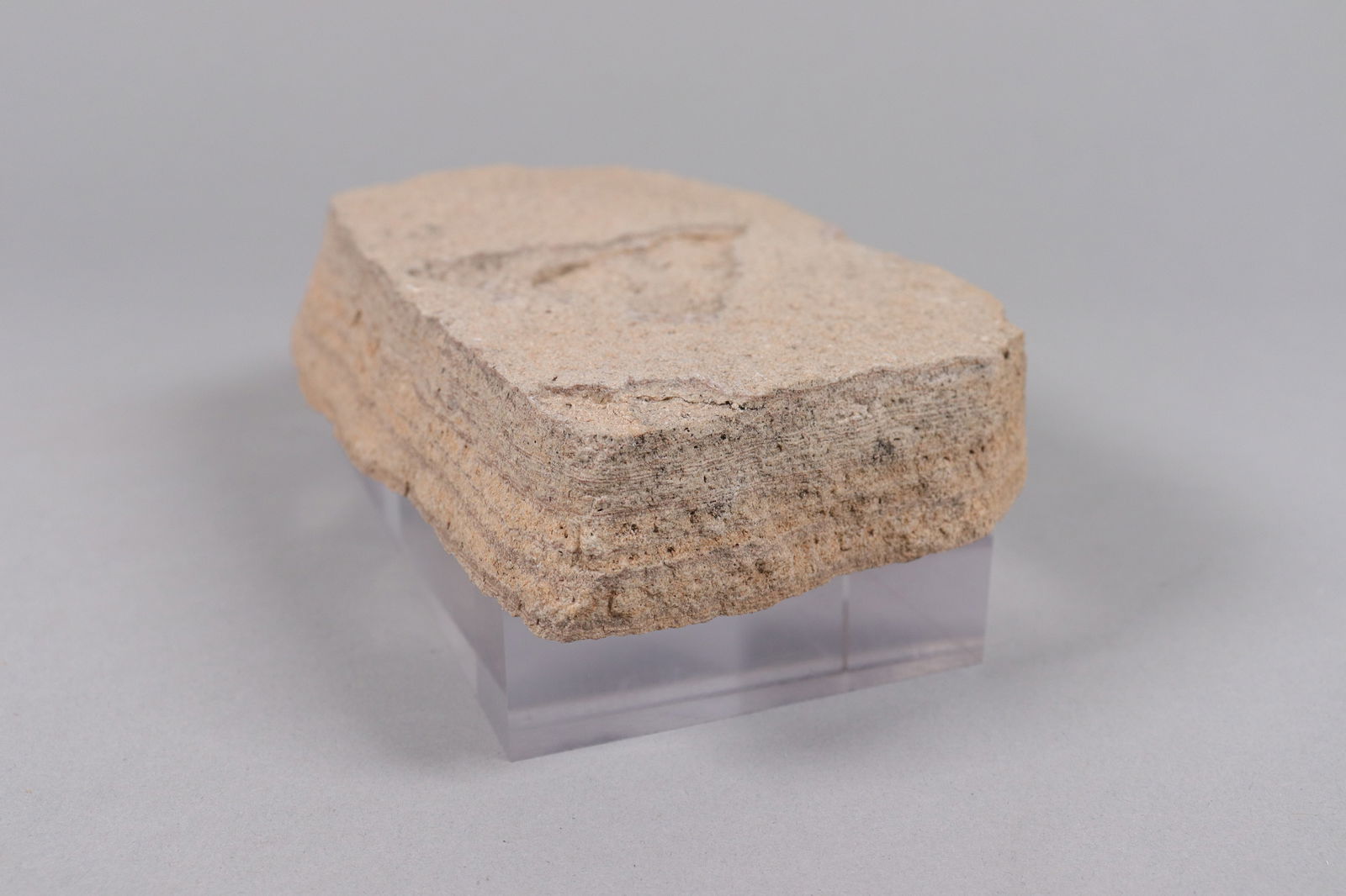 A fossilized stone item - 4