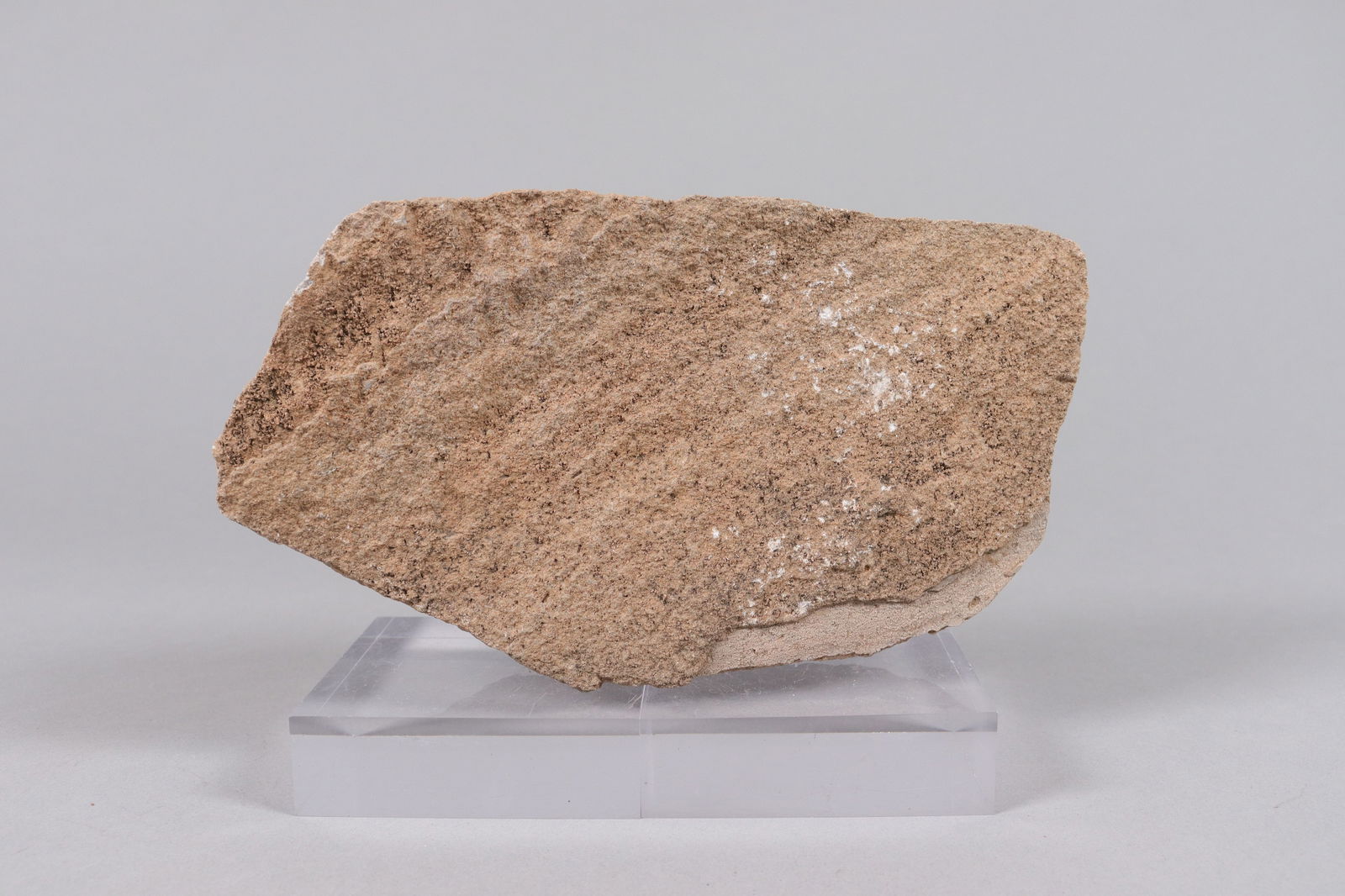 A fossilized stone item - 6