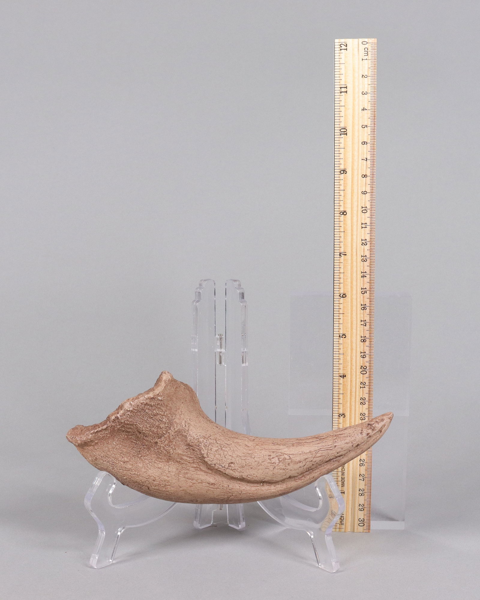 A large fossilized item ungraded: A large fossilized item, ungraded. All sales are final, no return.