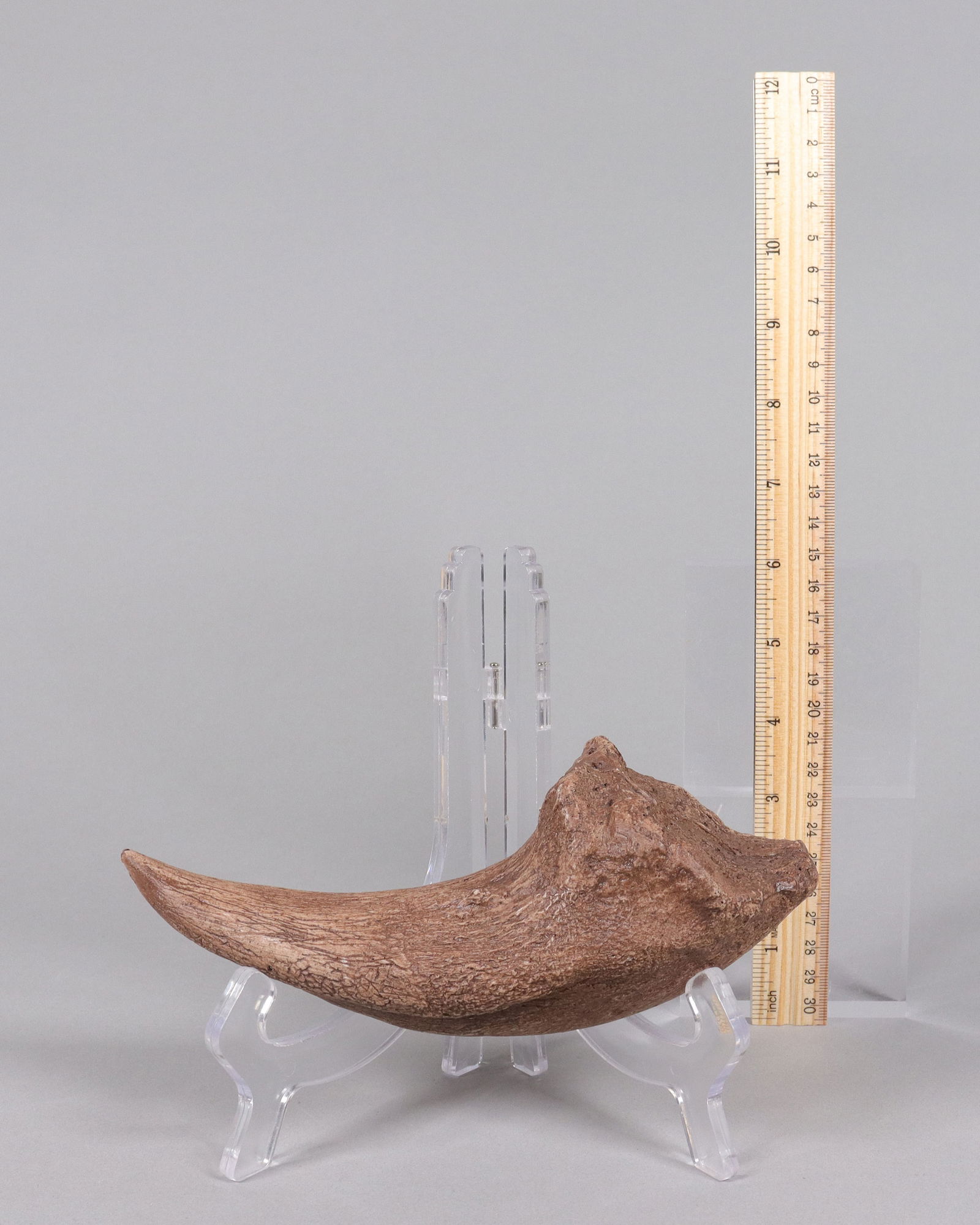 A large fossilized item ungraded: A large fossilized item, ungraded. All sales are final, no return.