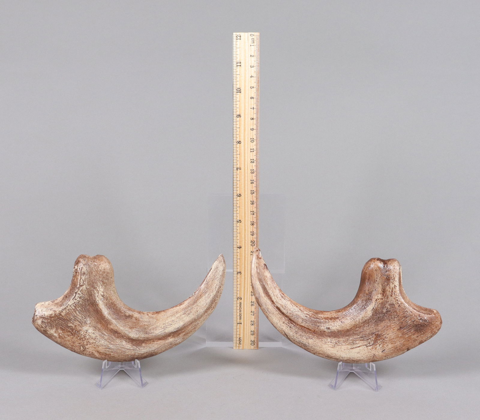 2 large fossilized items ungraded: 2 large fossilized, ungraded. All sales are final, no return. Condition selling it as is.