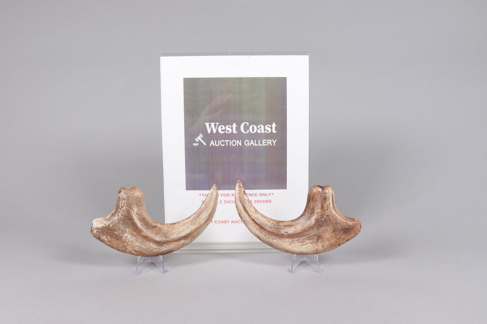 2 large fossilized items ungraded - 2