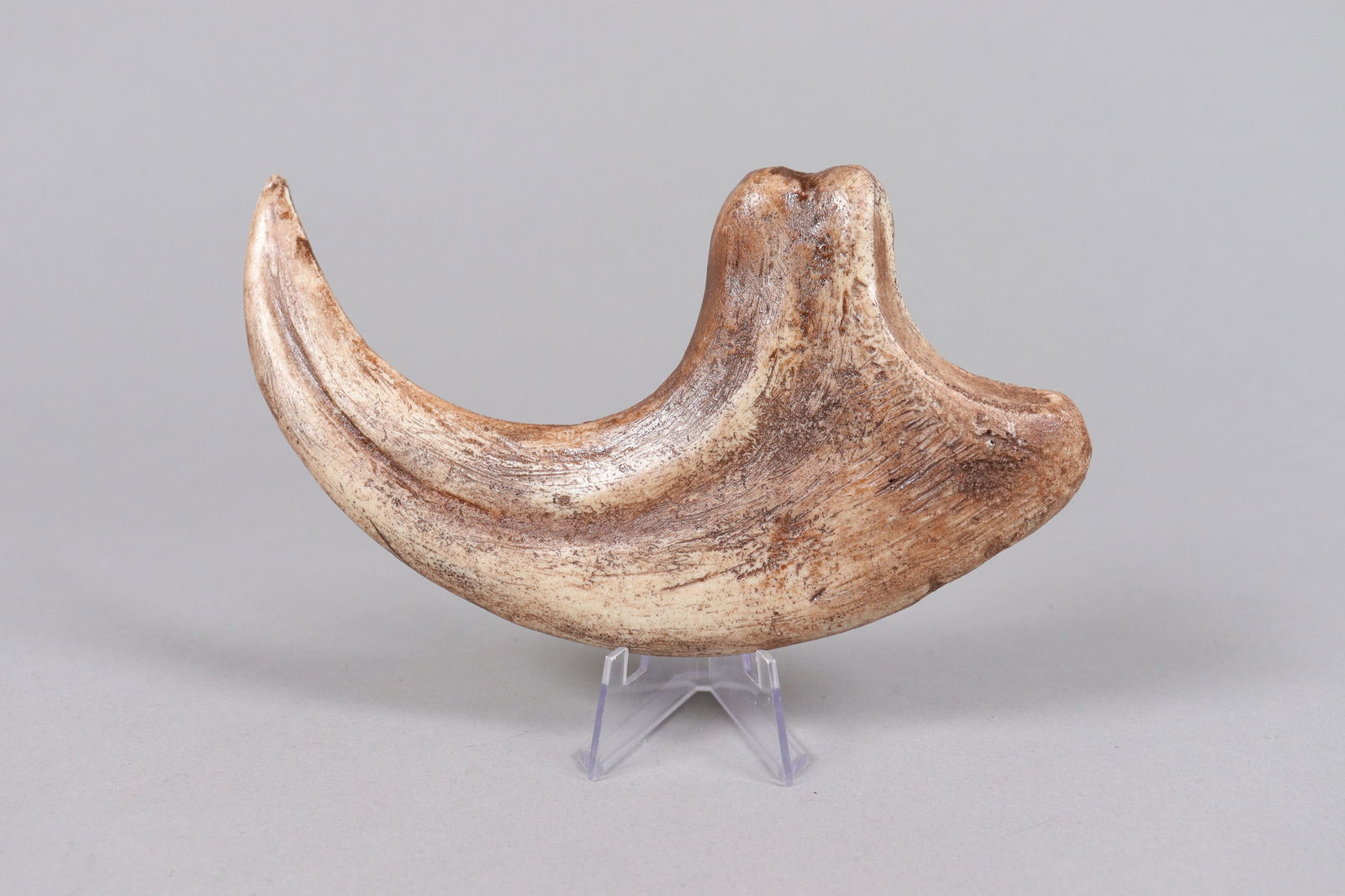 2 large fossilized items ungraded - 3