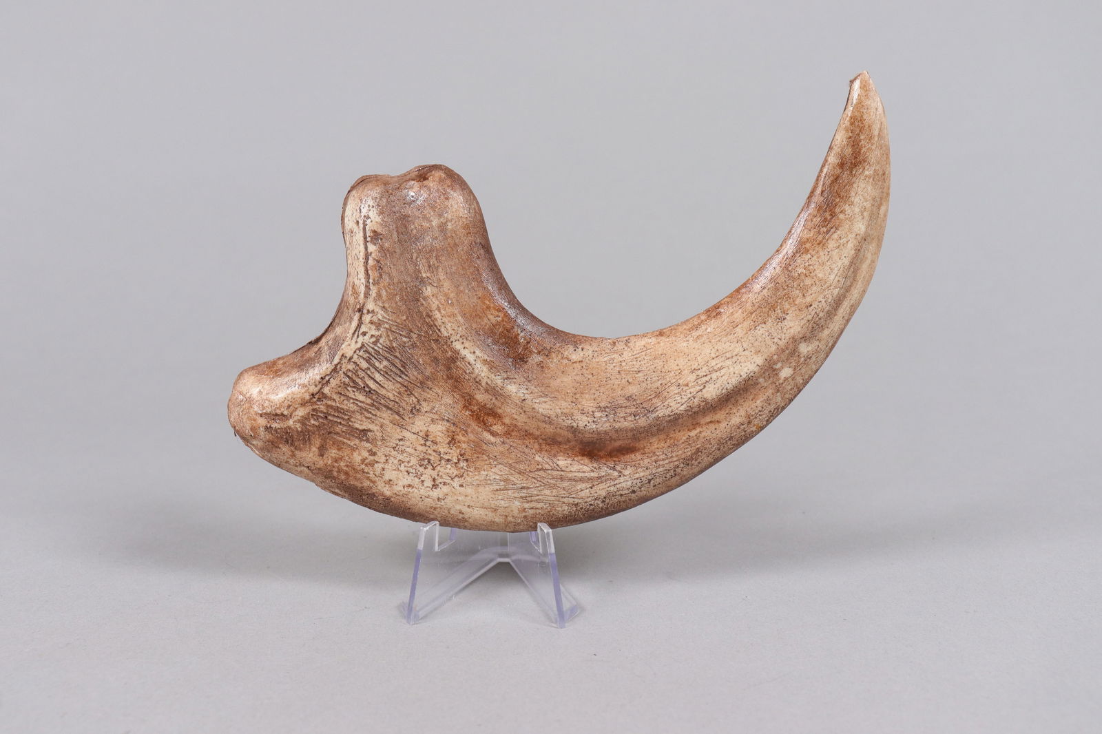 2 large fossilized items ungraded - 4