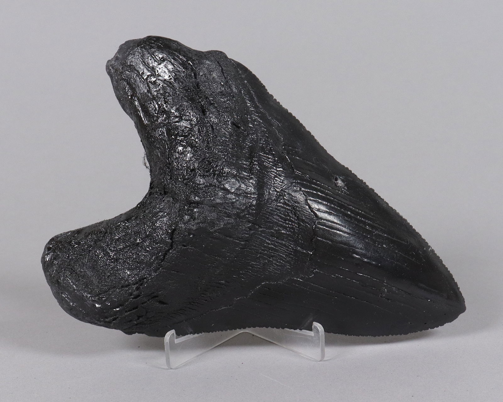 A large fossilized item ungraded: A large fossilized item, ungraded. All sales are final, no return.