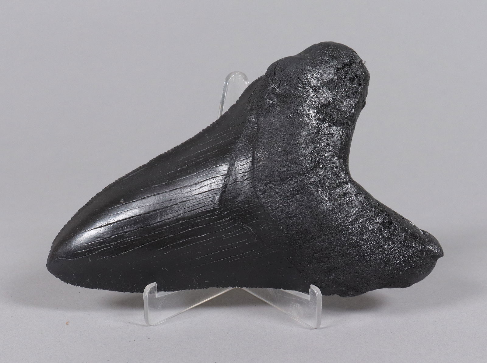 A large fossilized item ungraded: A large fossilized item, ungraded. All sales are final, no return.