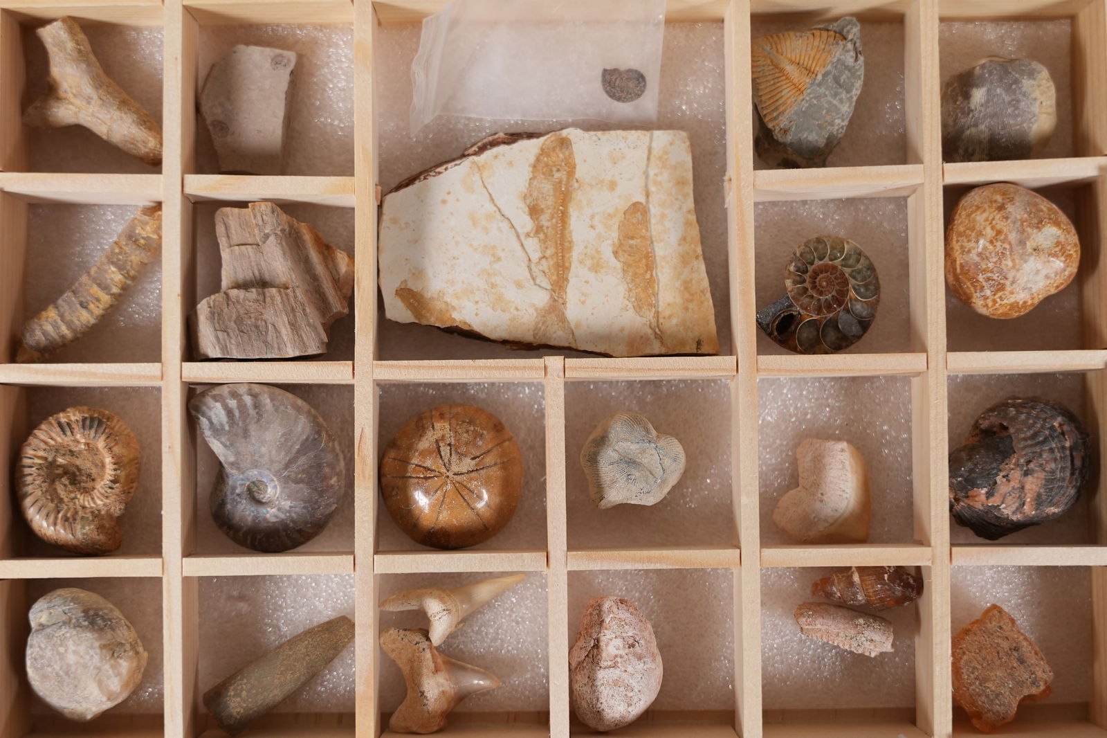 Lots fossilized items in box - 3