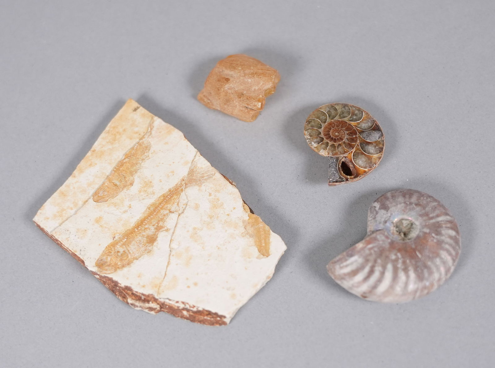 Lots fossilized items in box - 4
