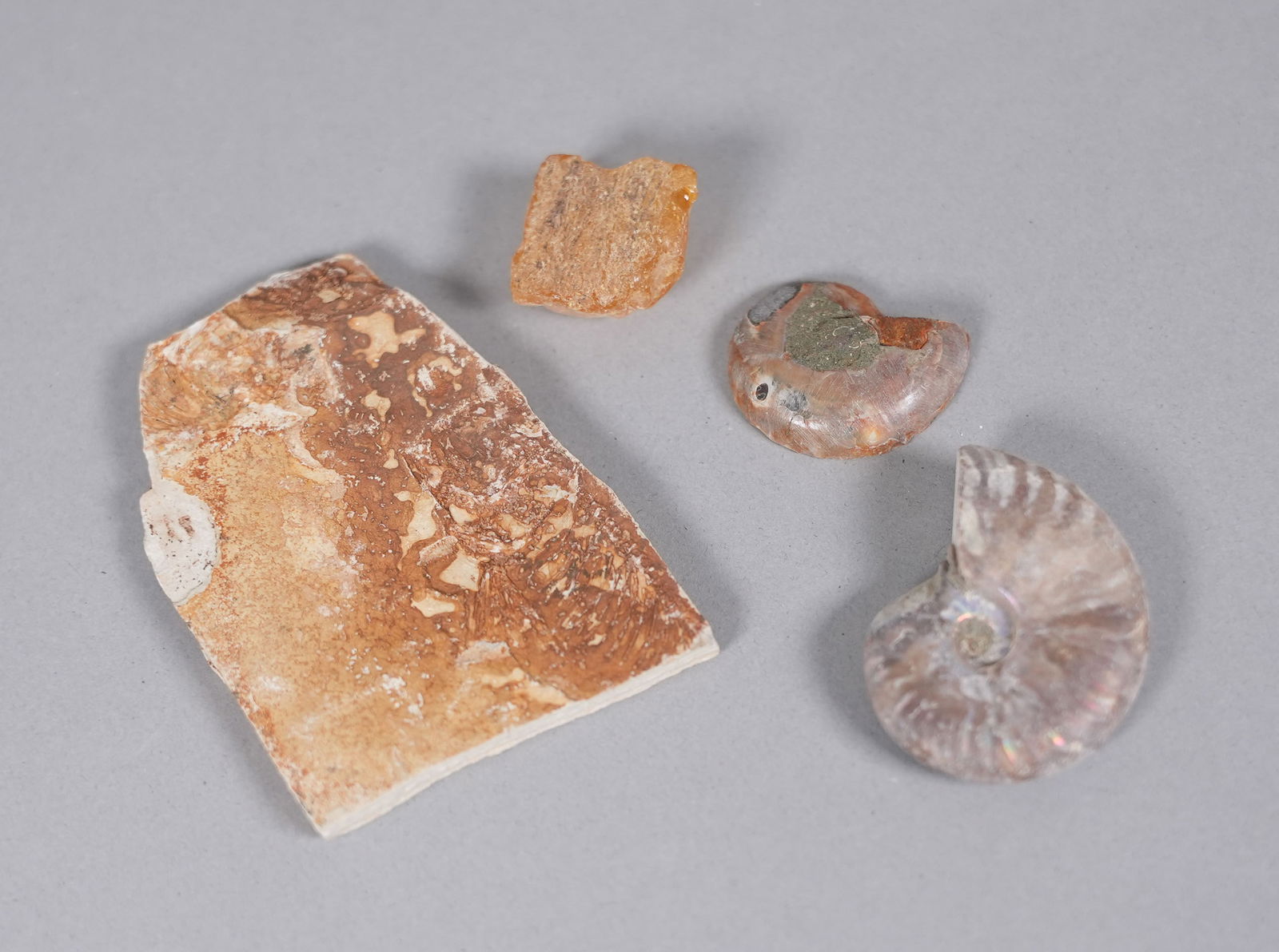 Lots fossilized items in box - 5