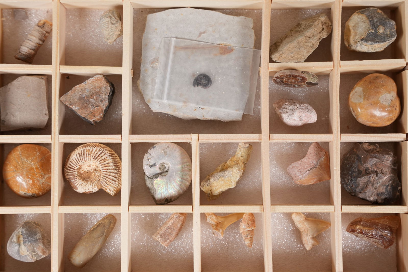 Lots fossilized items in box - 3