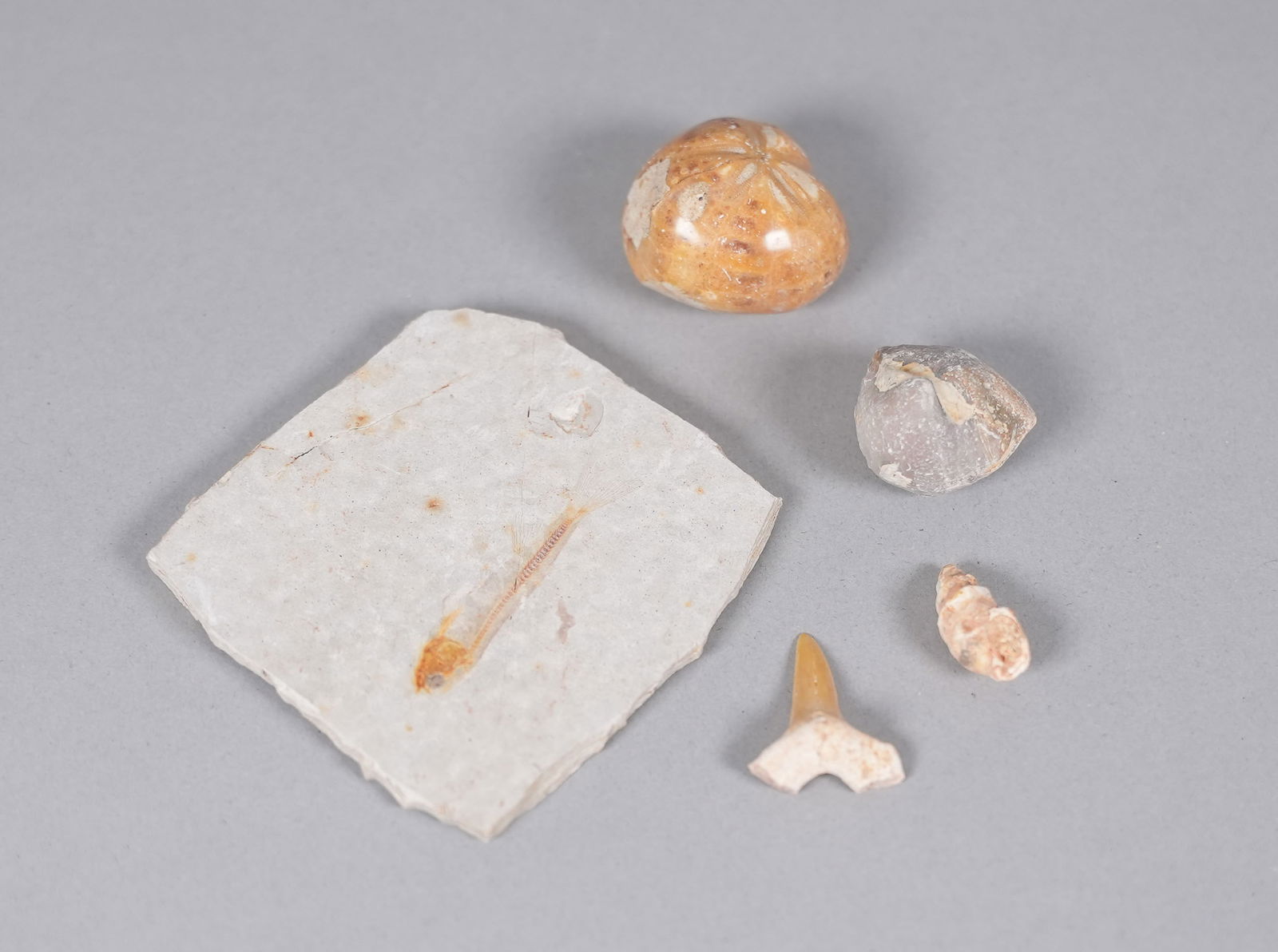 Lots fossilized items in box - 4