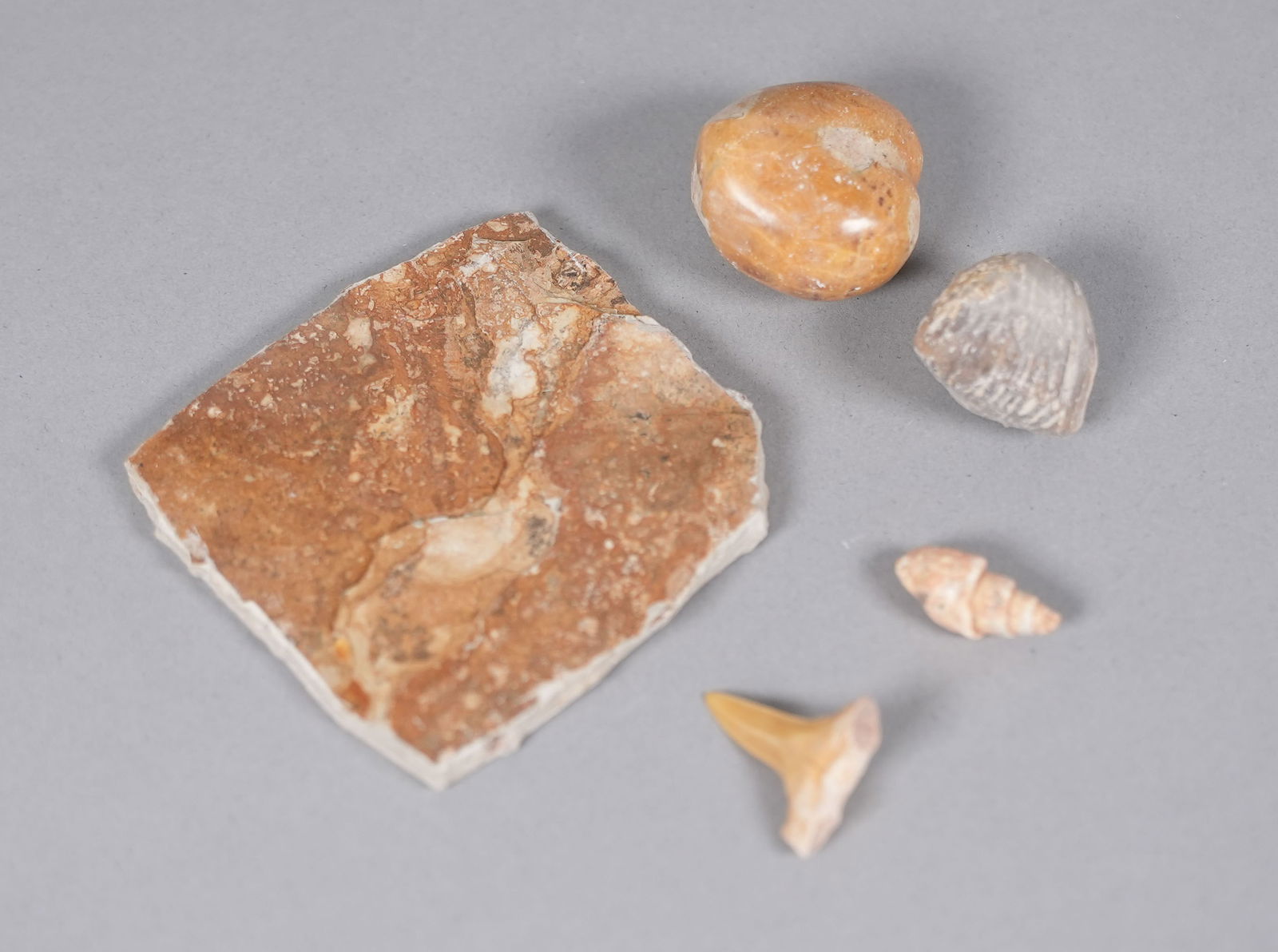 Lots fossilized items in box - 5