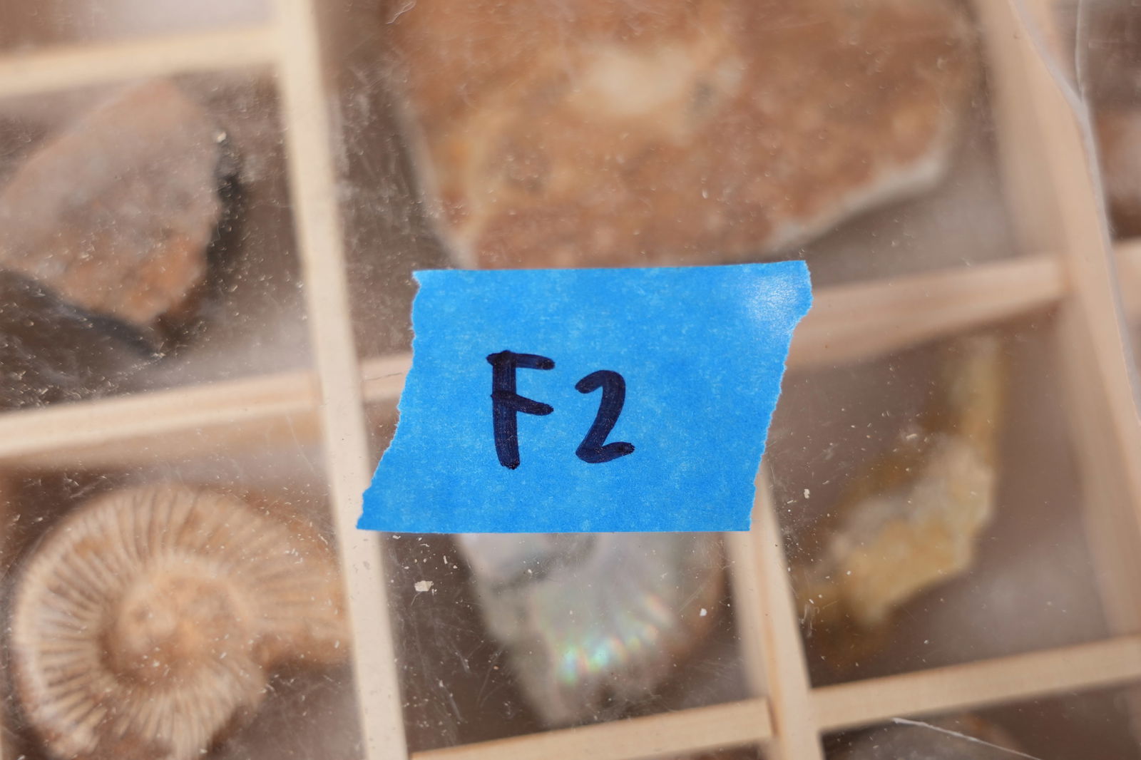 Lots fossilized items in box - 6