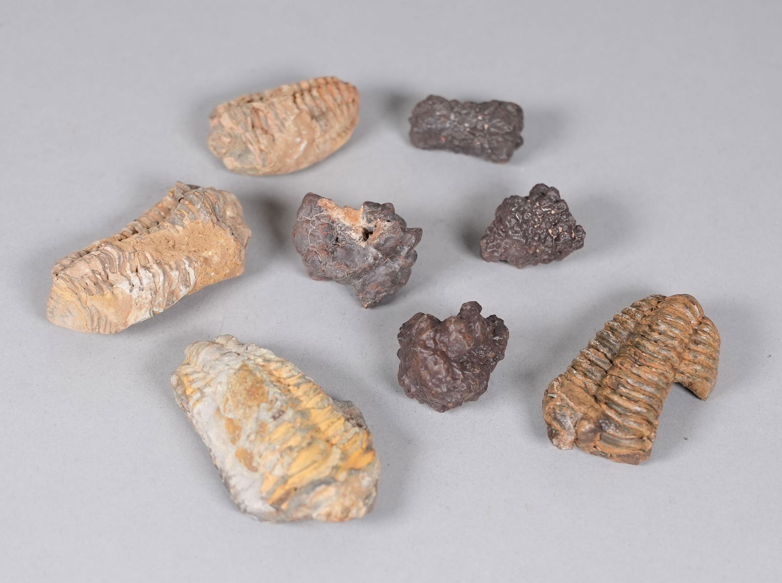 Lots fossilized items ungraded: Lots fossilized items ungraded. All sales are final.