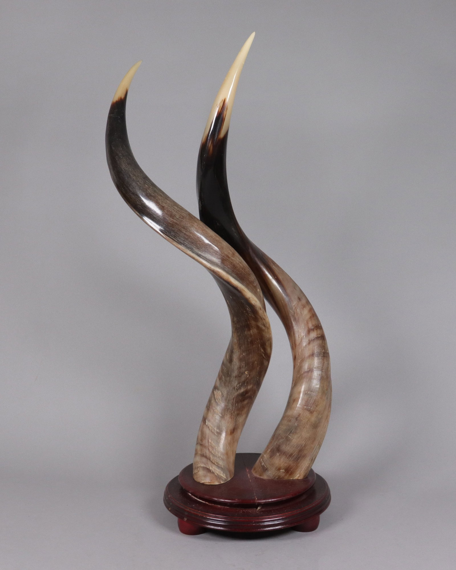 2 large carved horns estate (1 of 7)