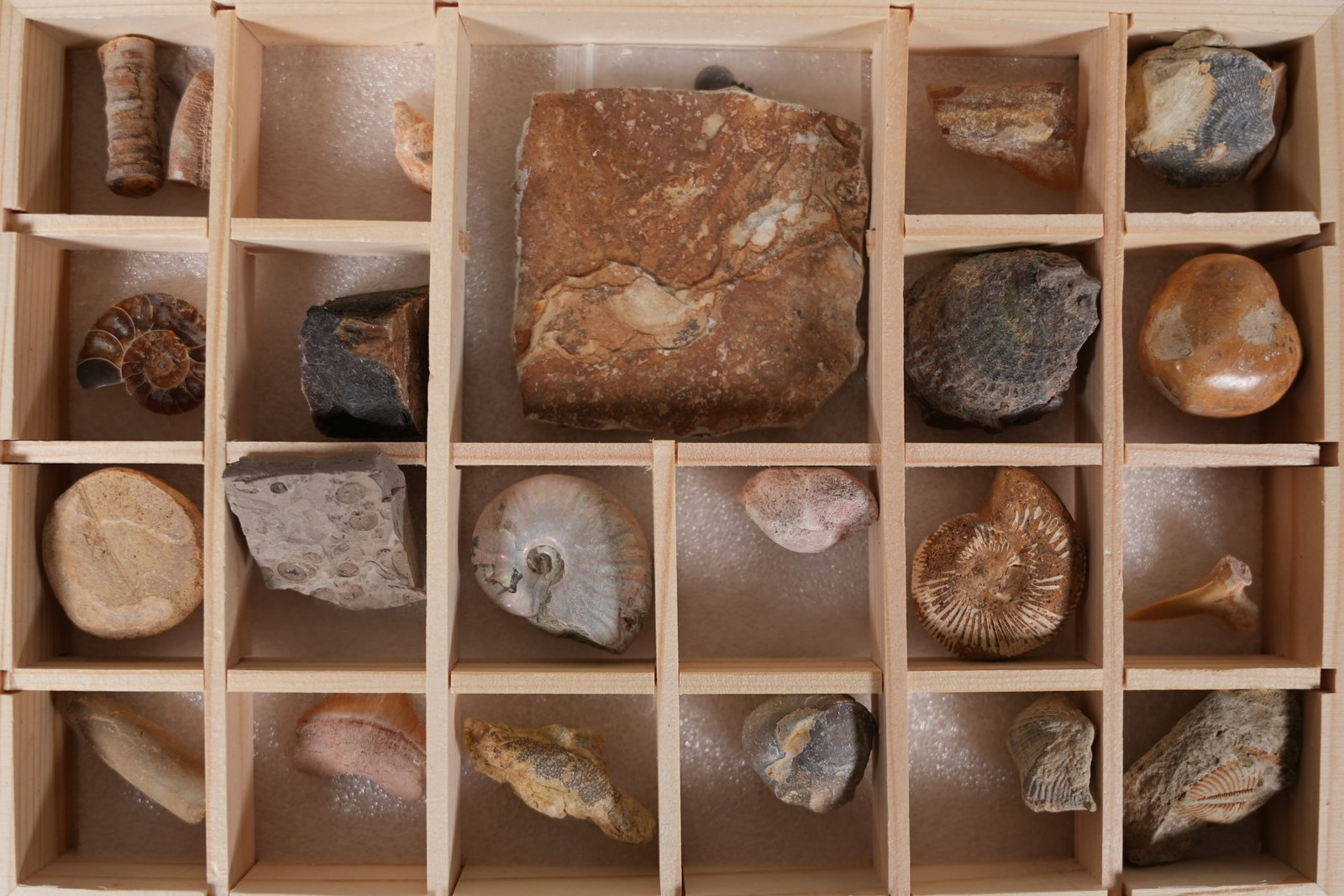 Lots geodges specimen - 5