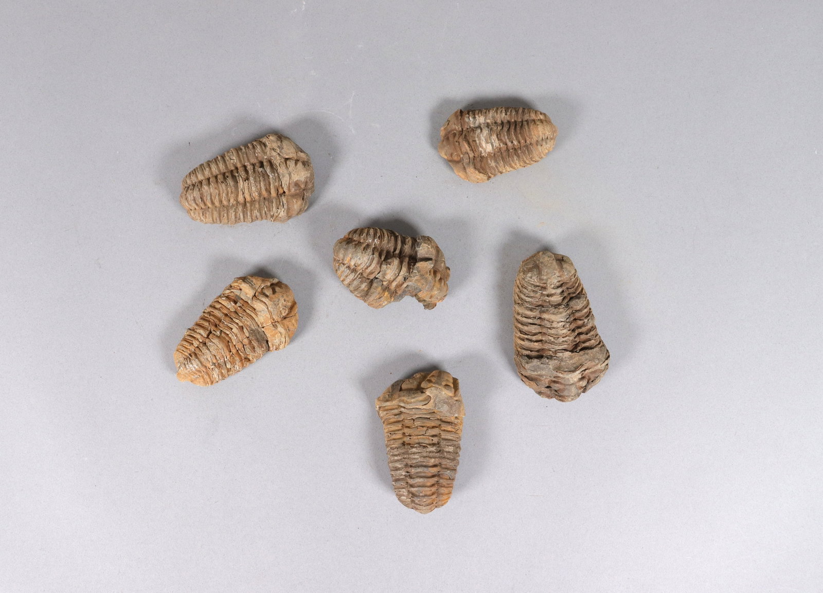 Lots fine fossilized items: Lots fine fossilized items. From an estate.