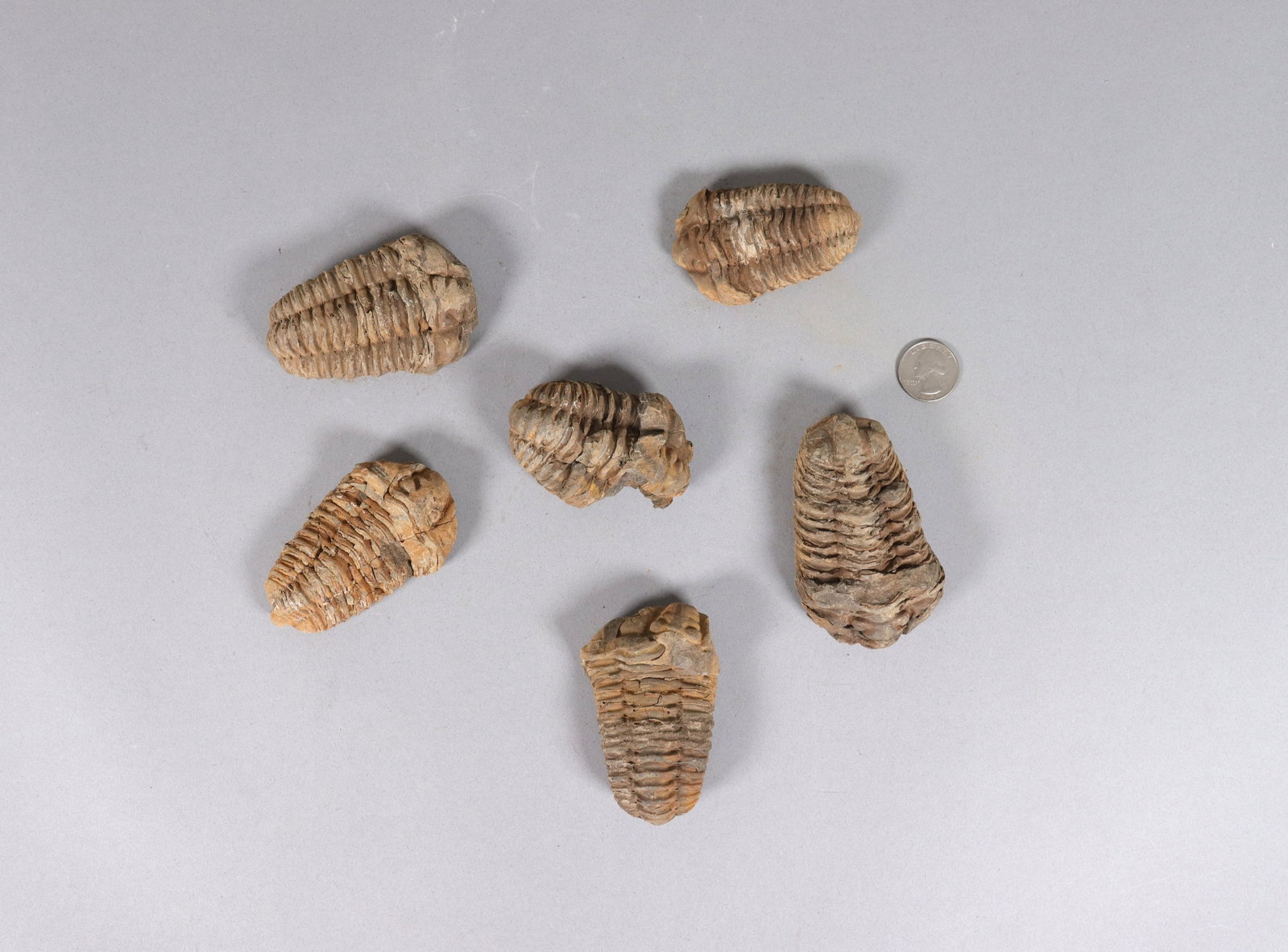 Lots fine fossilized items - 2