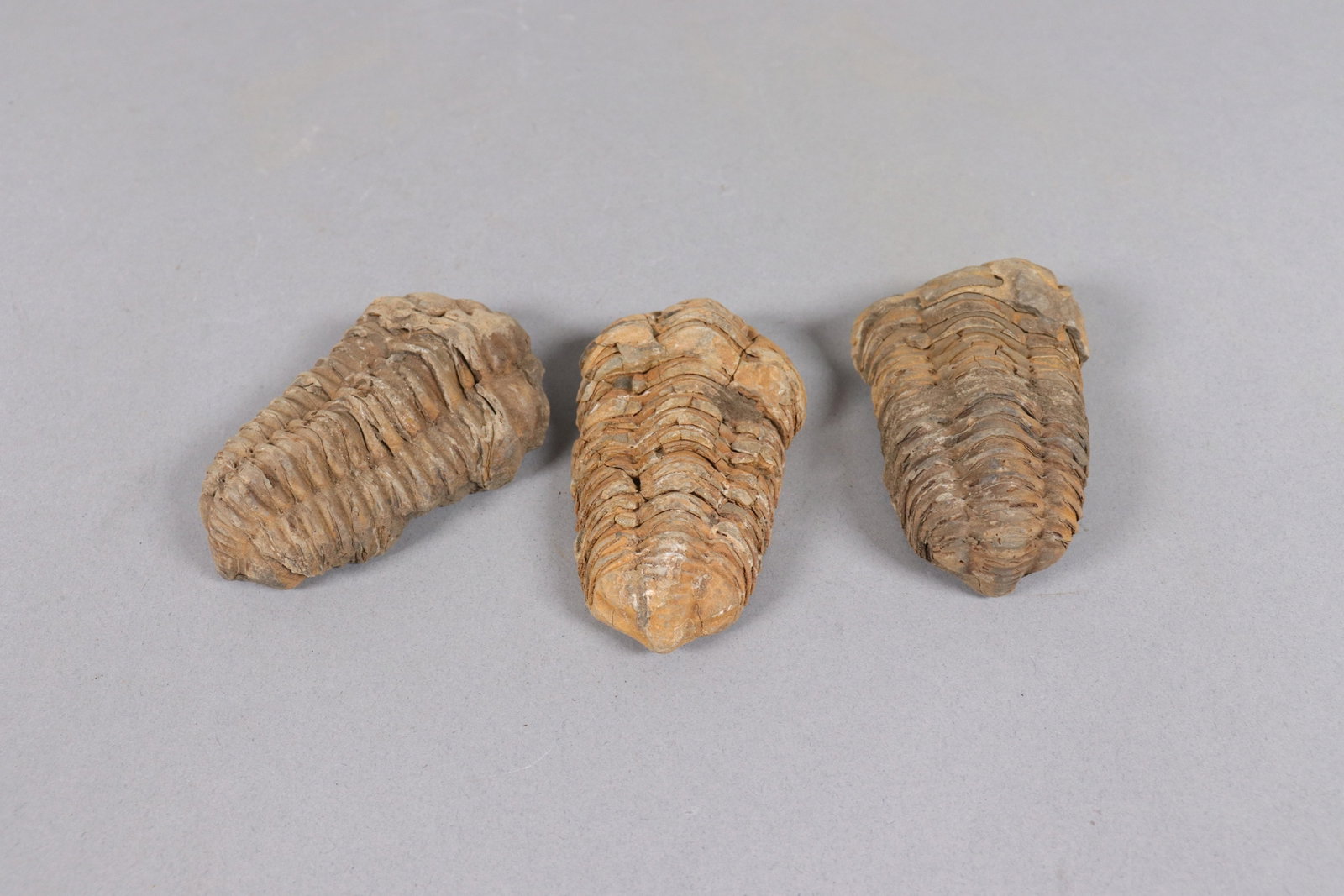 Lots fine fossilized items - 3