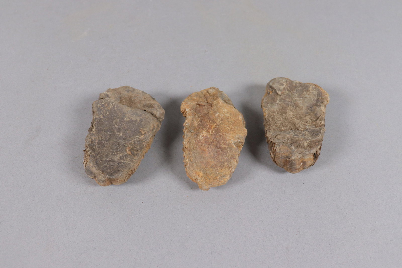 Lots fine fossilized items - 4