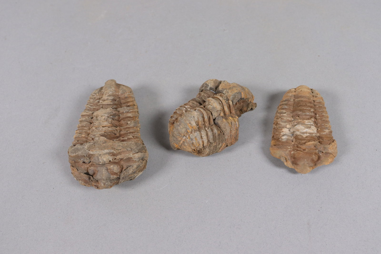 Lots fine fossilized items - 5
