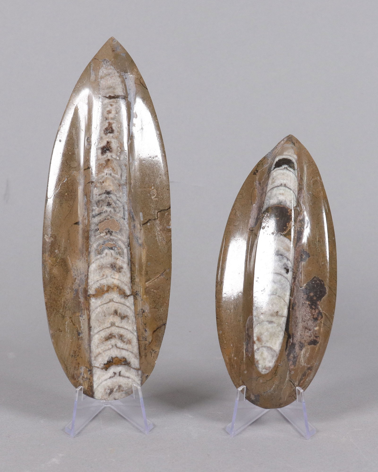 2 fossilized items: 2 fossilized items.