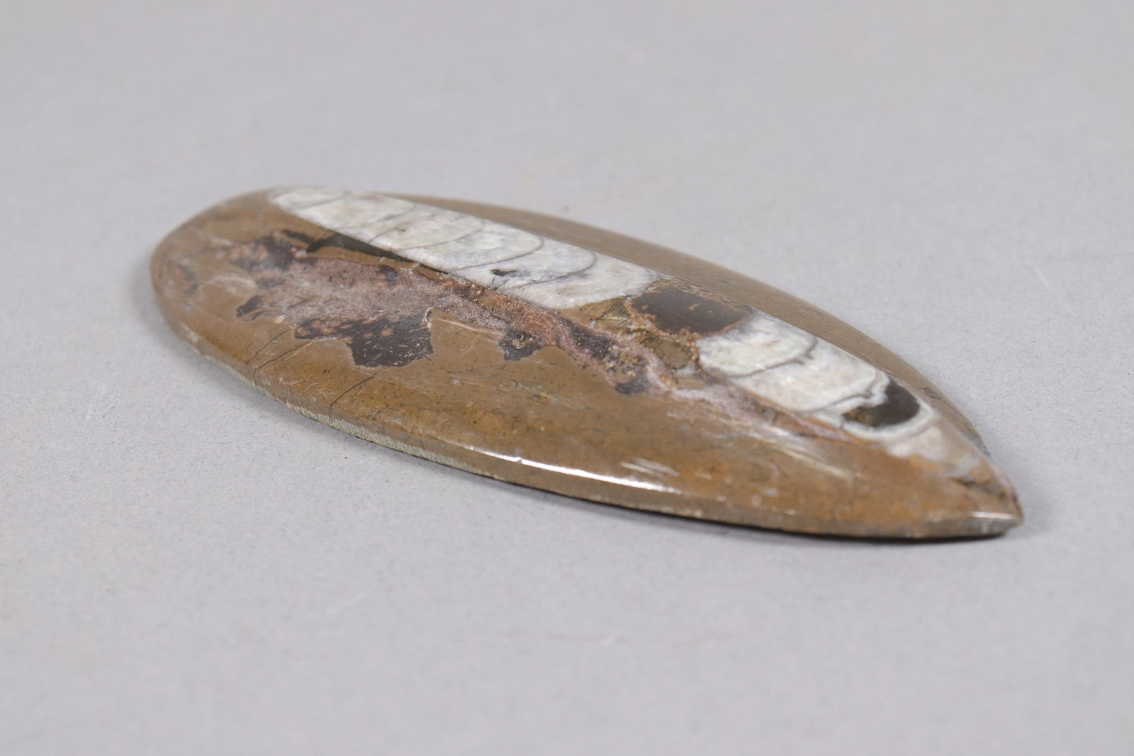 2 fossilized items - 5