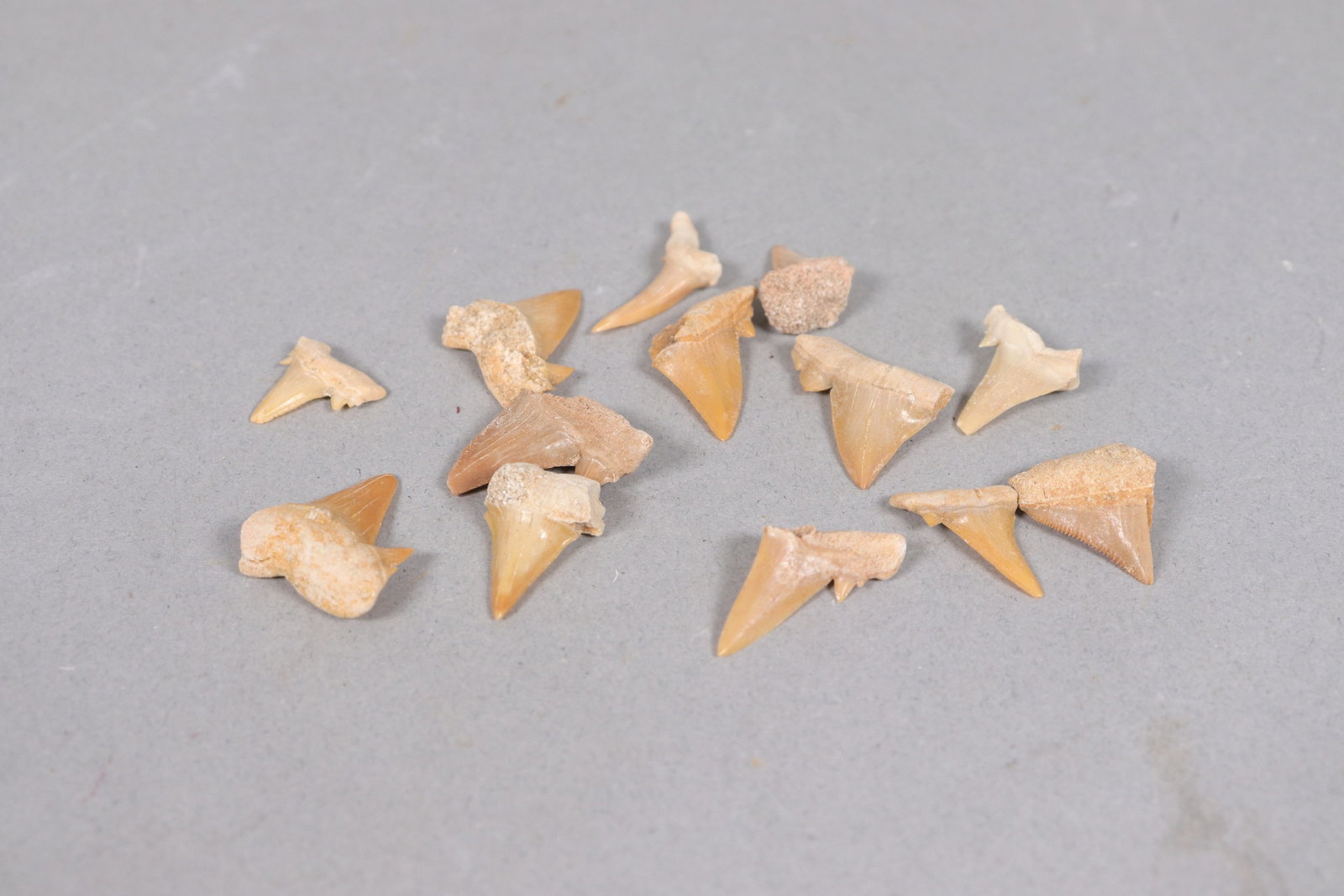 Lots fine carved tooth - 3