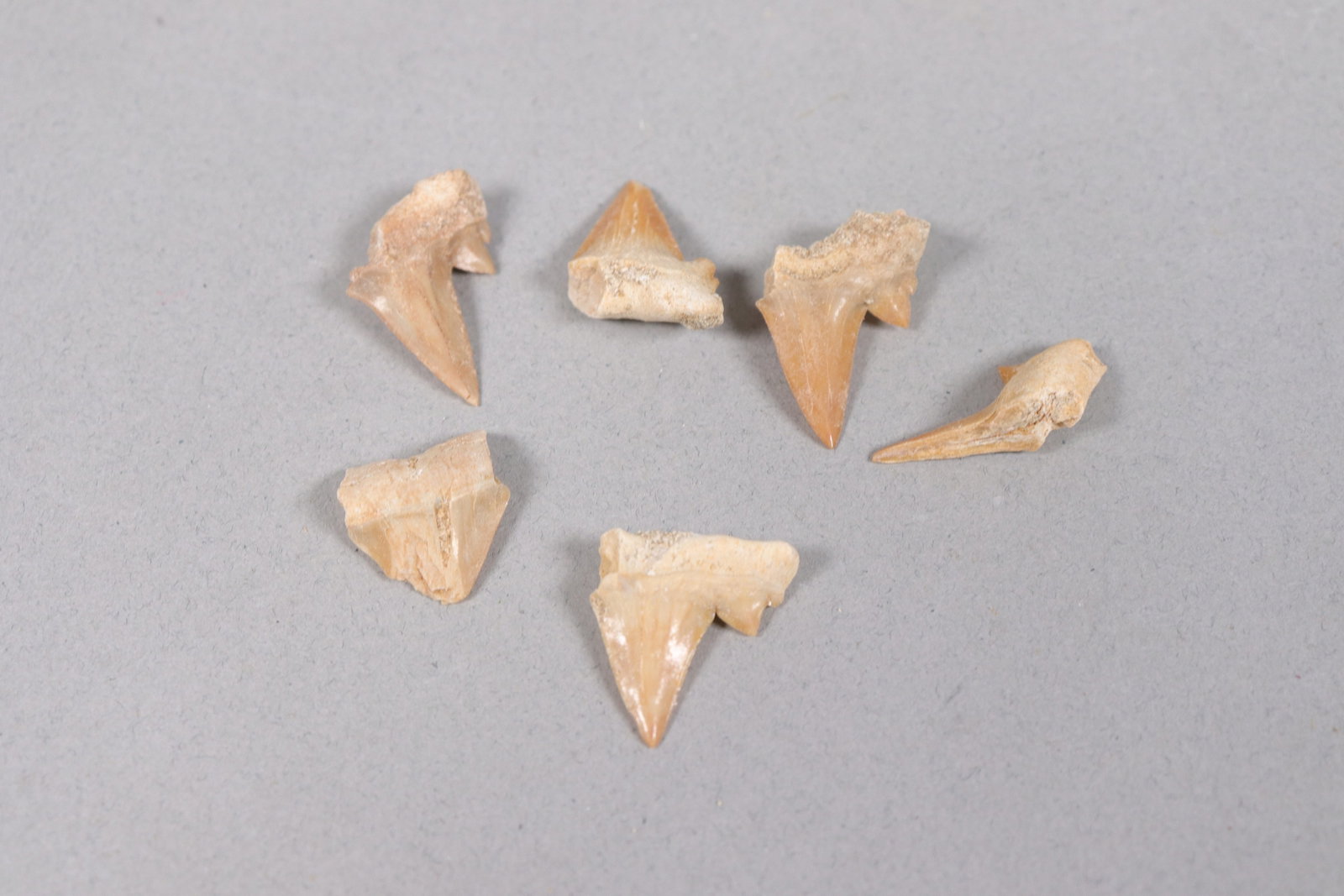 Lots fine carved tooth - 4