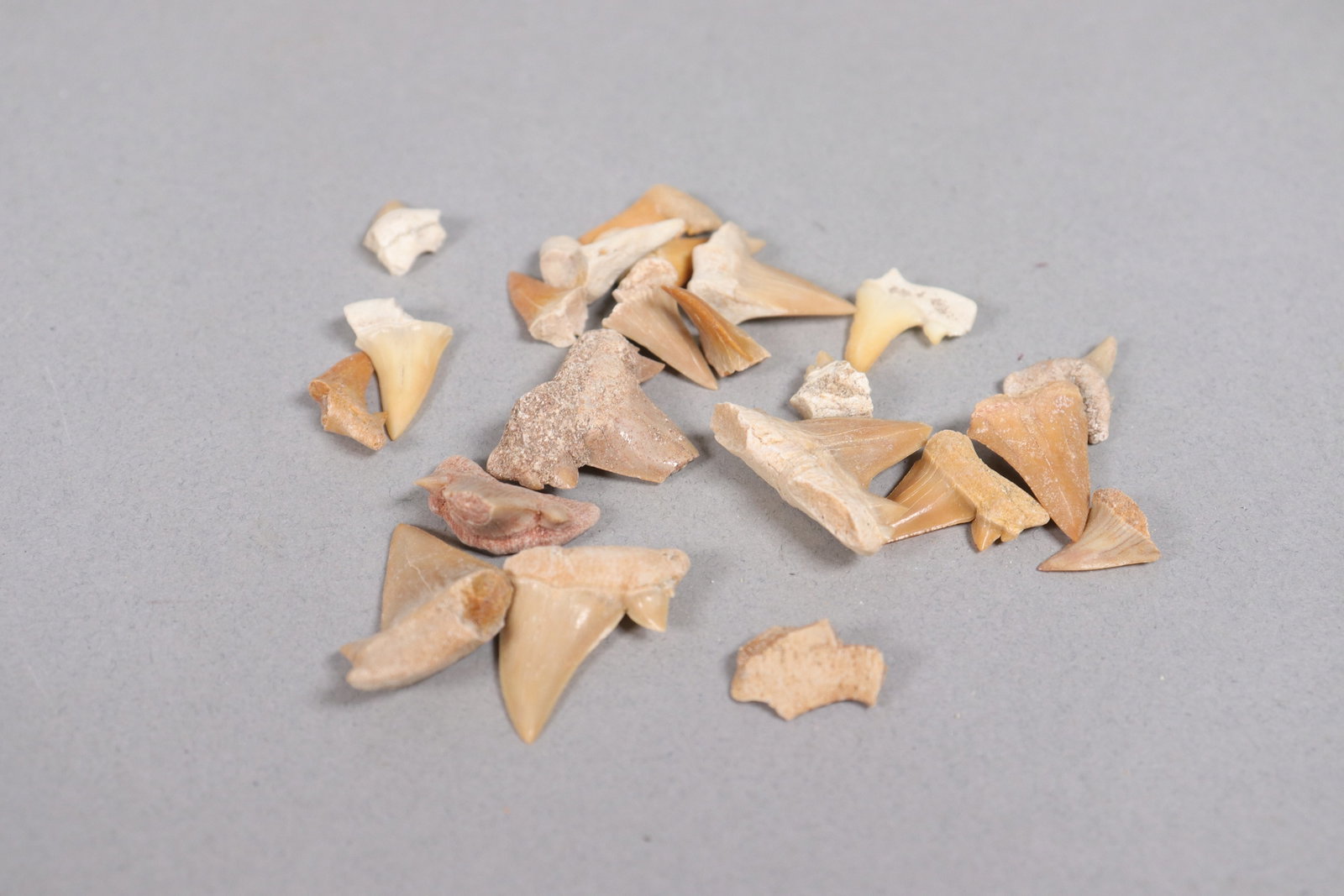 Lots fine carved tooth - 5