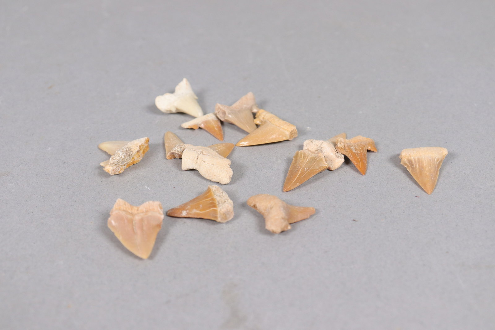 Lots fine carved tooth - 3