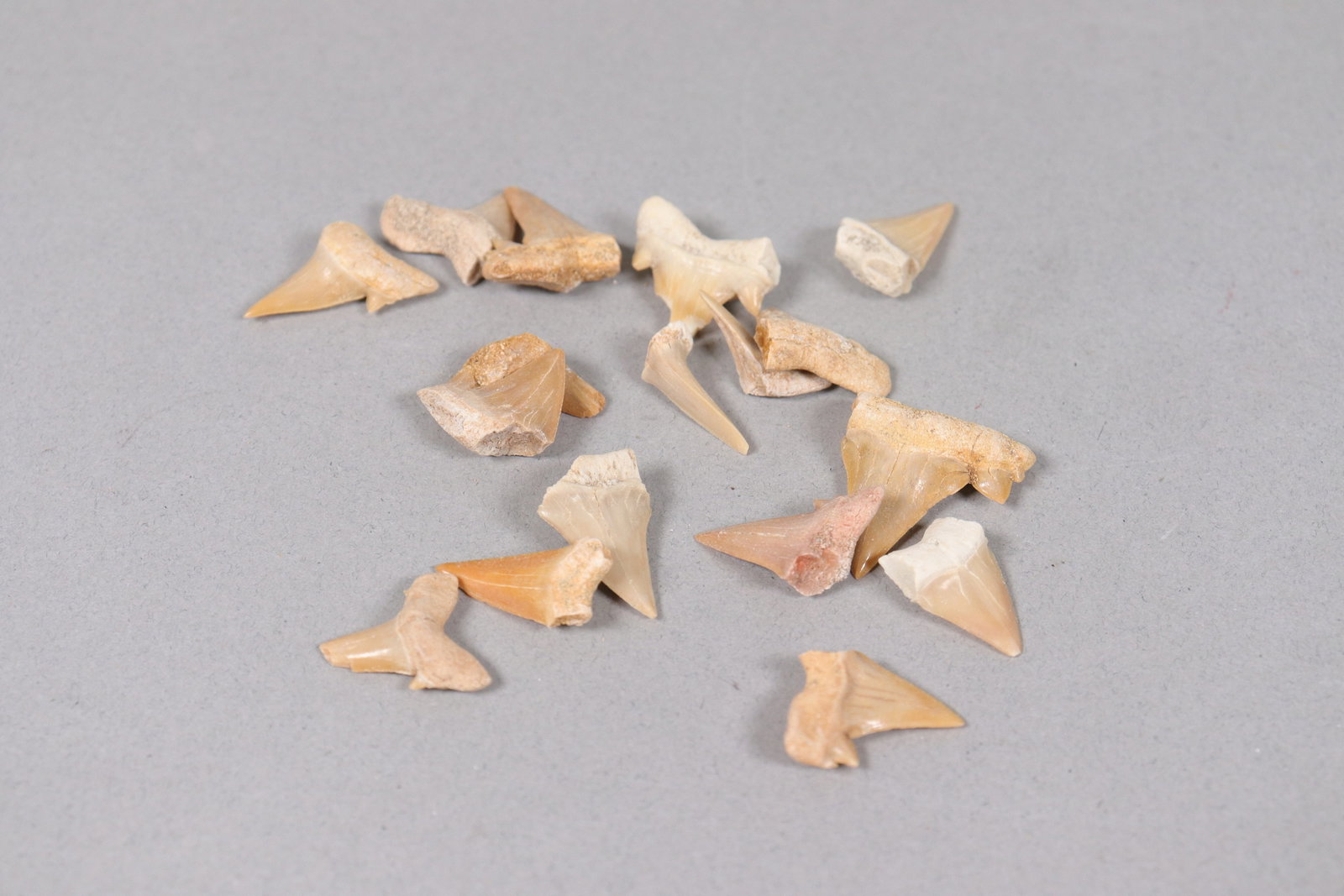 Lots fine carved tooth - 4