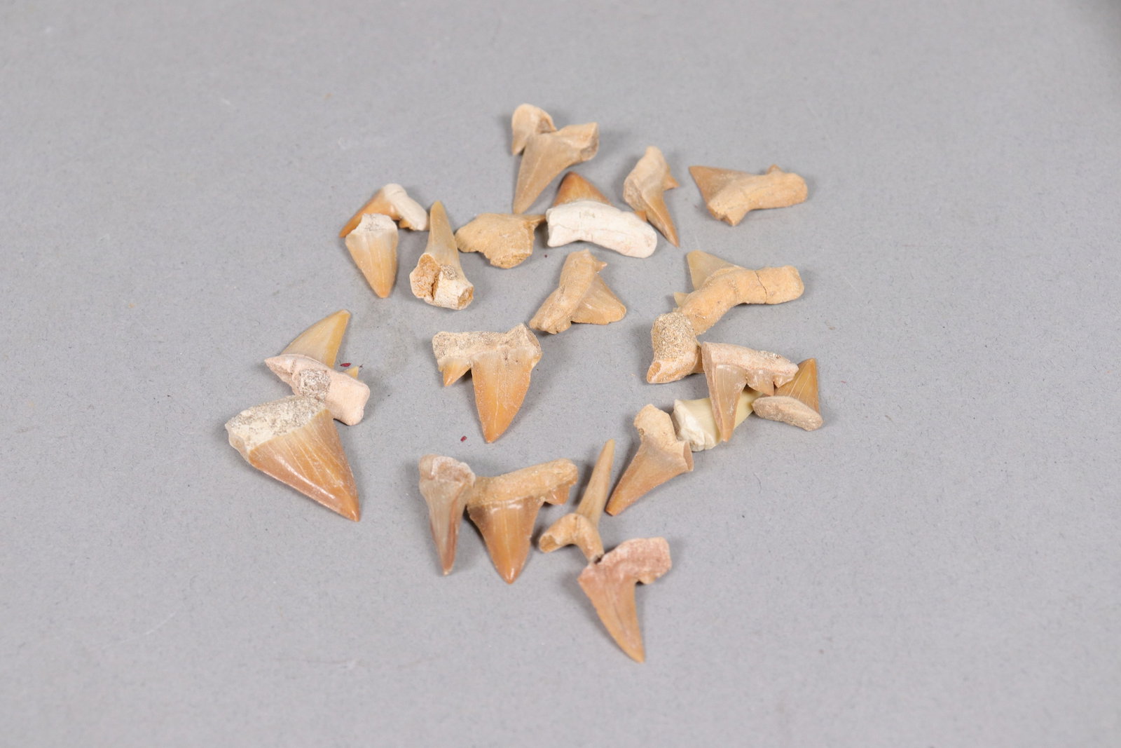 Lots fine carved tooth - 5