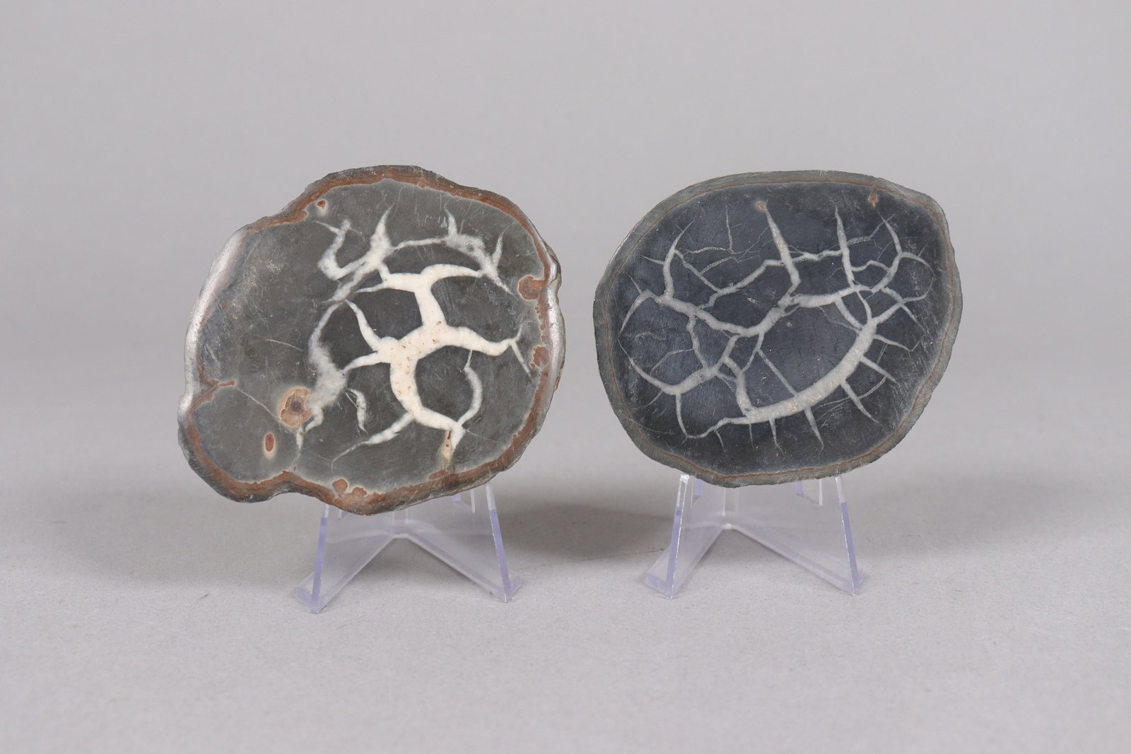 Lots fossilized items - 3
