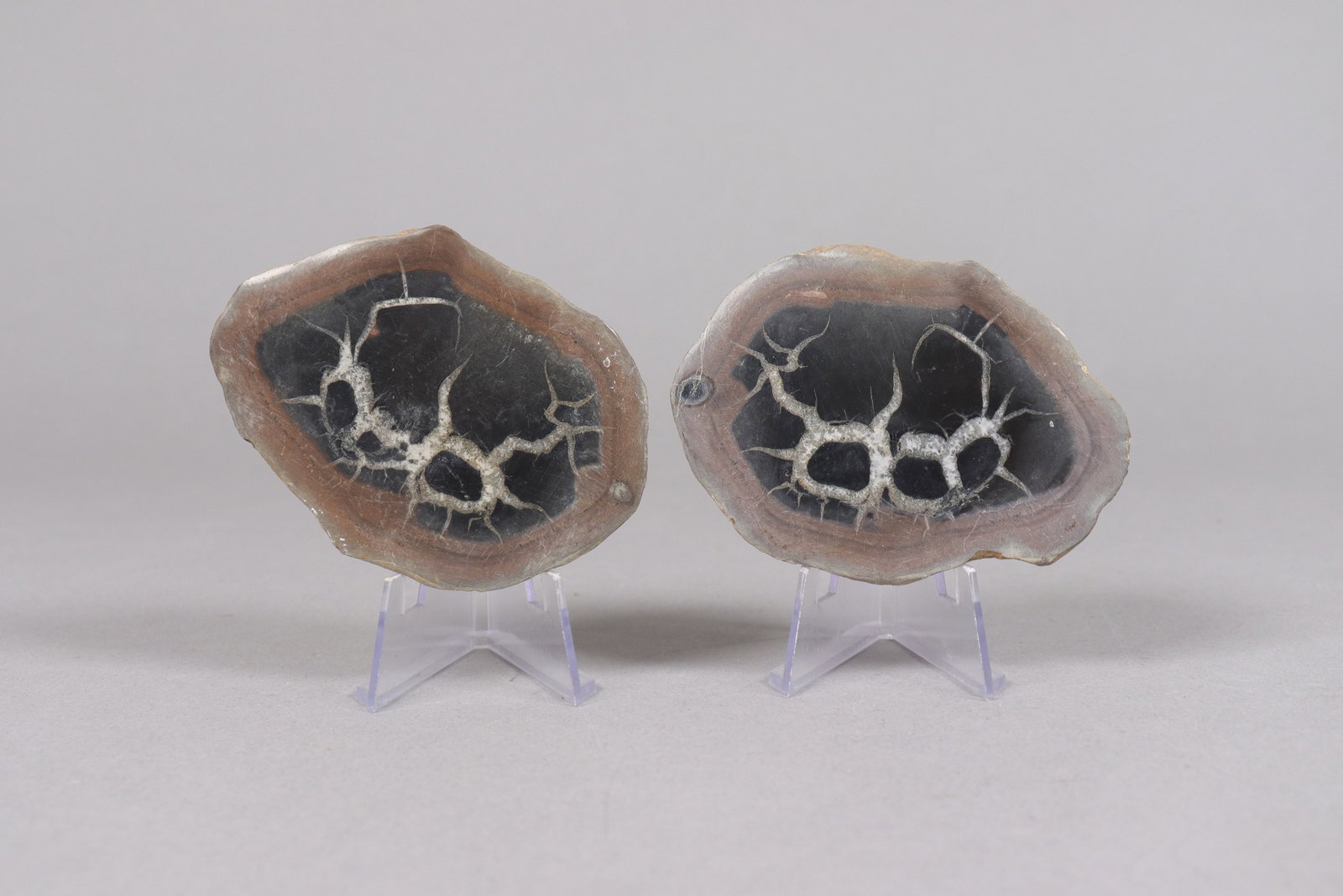 Lots fossilized items - 5