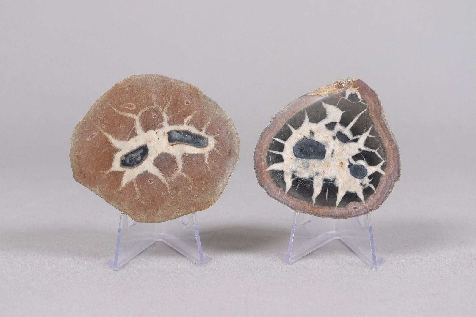 Lots fossilized items - 3