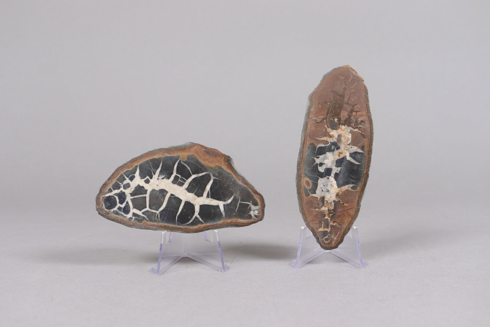 Lots fossilized items - 5