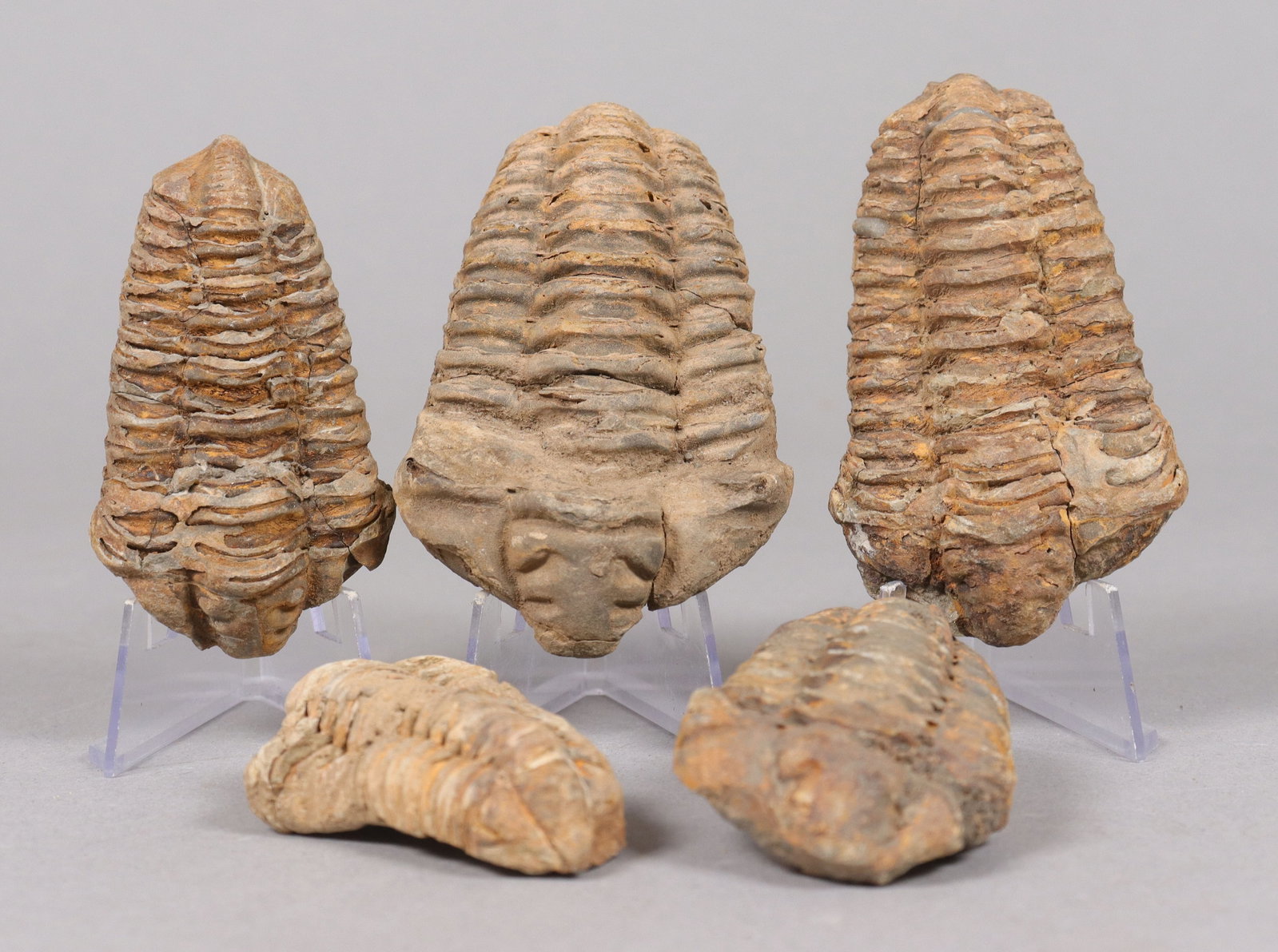 Lots fosslized items estate: Lots fosslized items, from an estate.