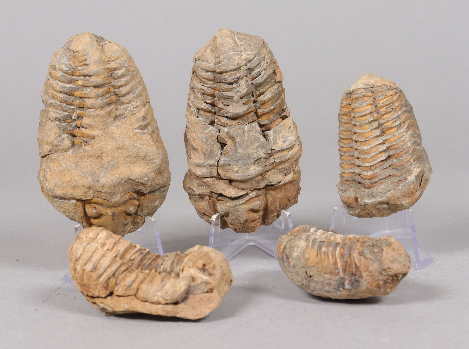 Lots fosslized items estate: Lots fossilized items. All sales are final, no return.